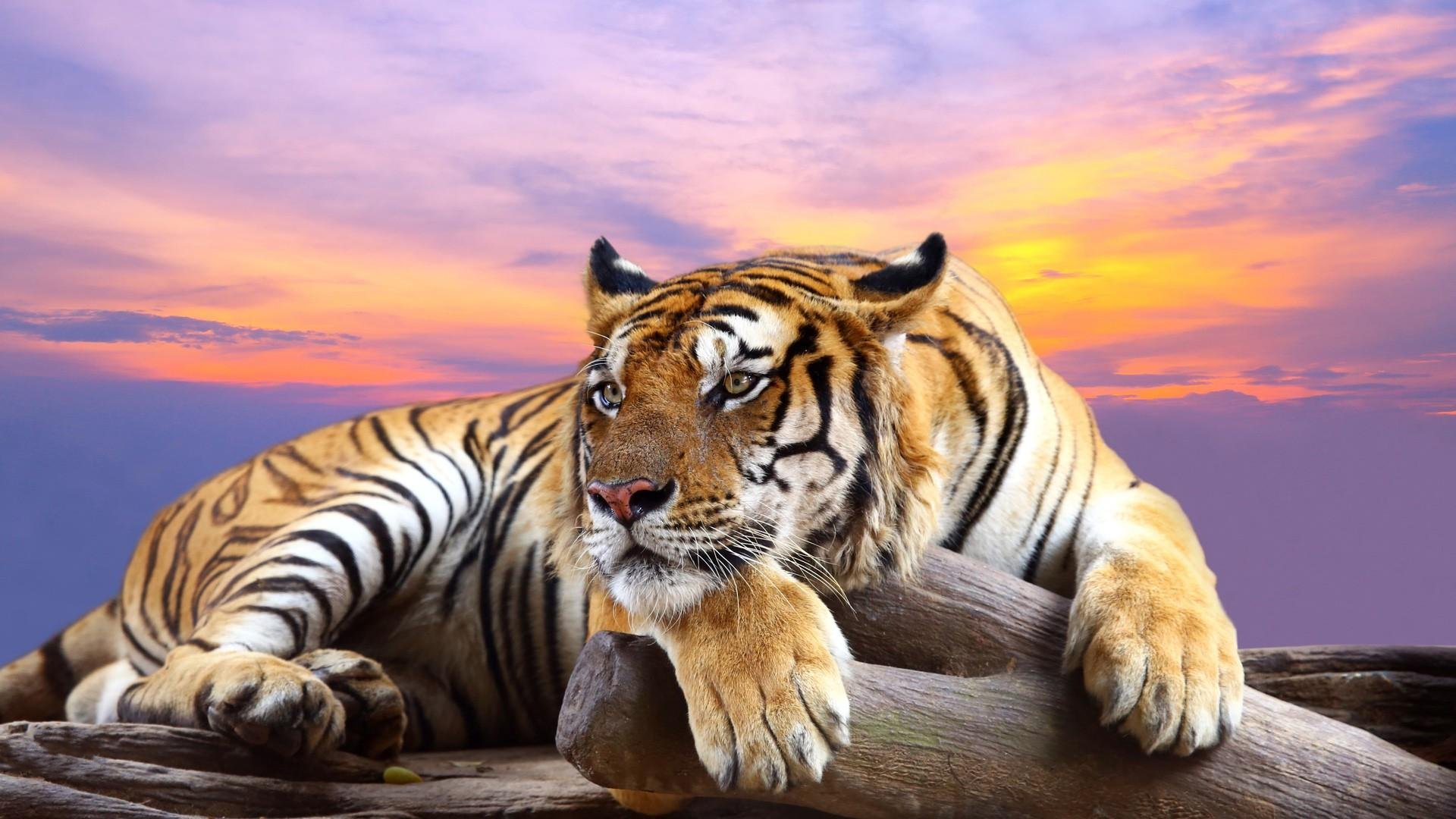 Download mobile wallpaper Tiger, Animal for free.