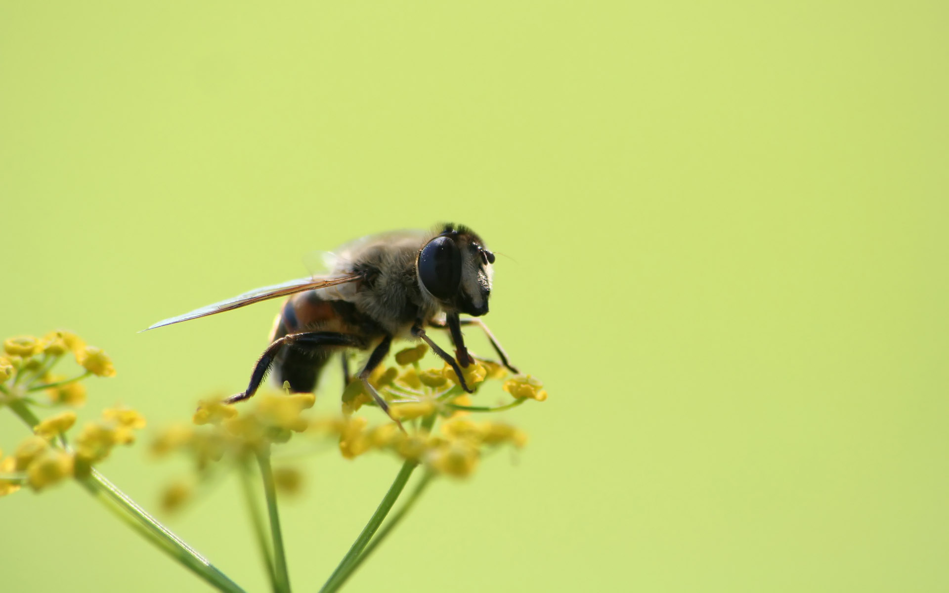Laden Sie das Biene, Insekten, Tiere-Bild kostenlos auf Ihren PC-Desktop herunter