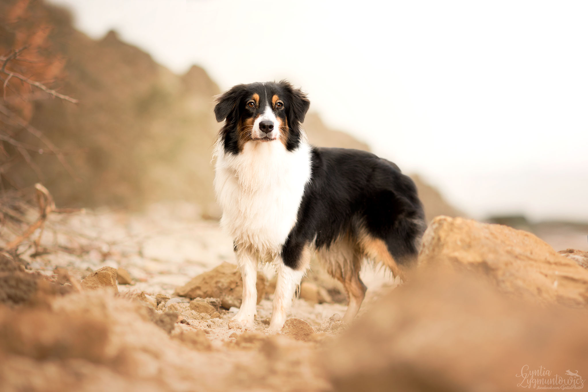 Download mobile wallpaper Dogs, Animal, Australian Shepherd for free.