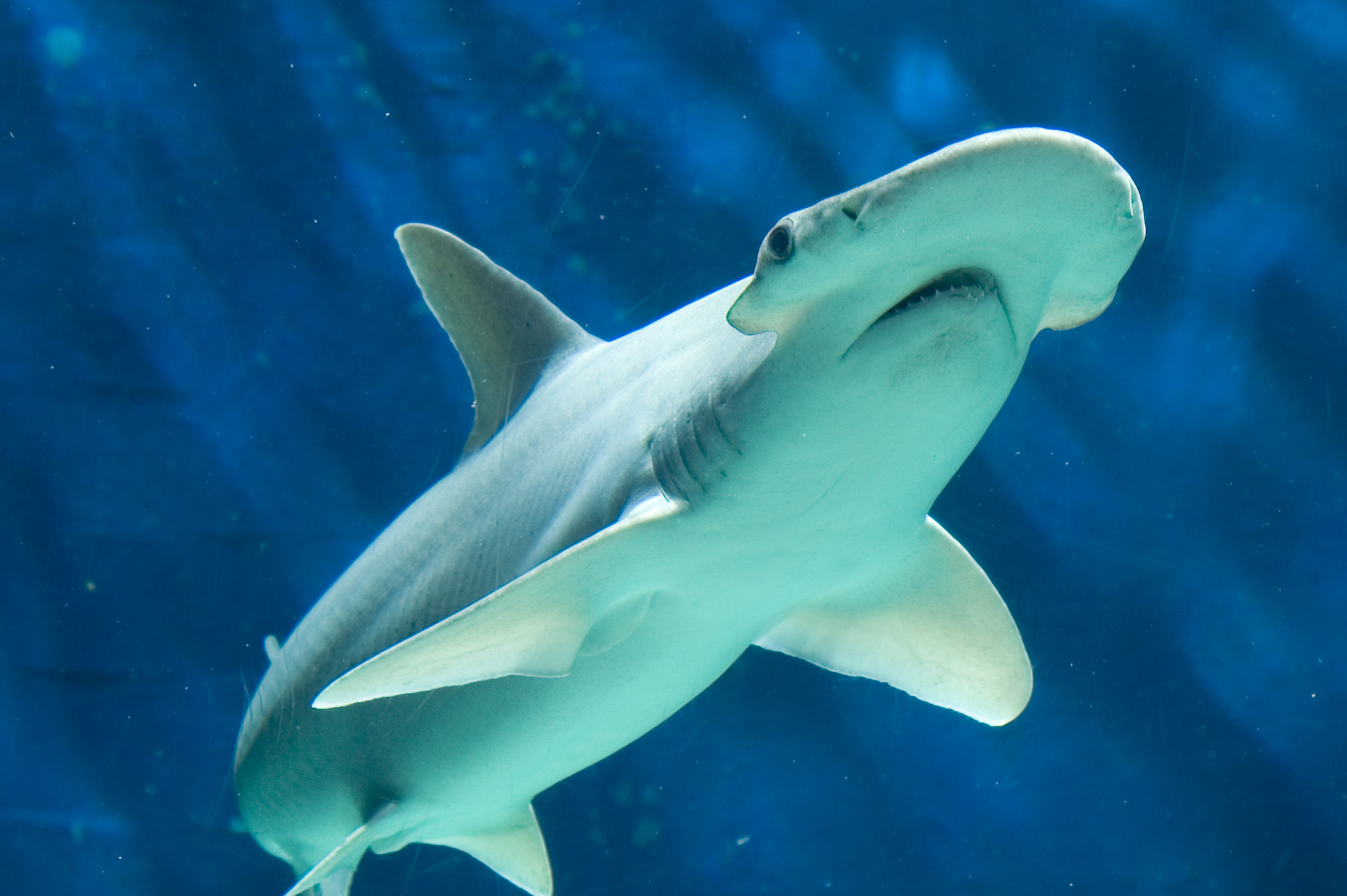 340054 télécharger le fond d'écran requin marteau, animaux, les requins - économiseurs d'écran et images gratuitement