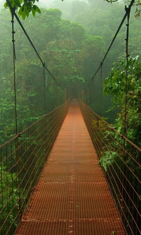 Скачать картинку Мосты, Лес, Мост, Джунгли, Сделано Человеком, Тропический Лес в телефон бесплатно.