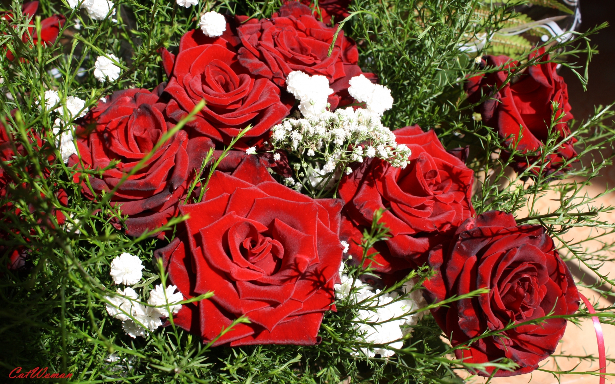 Descarga gratis la imagen Plantas, Flores, Roses en el escritorio de tu PC