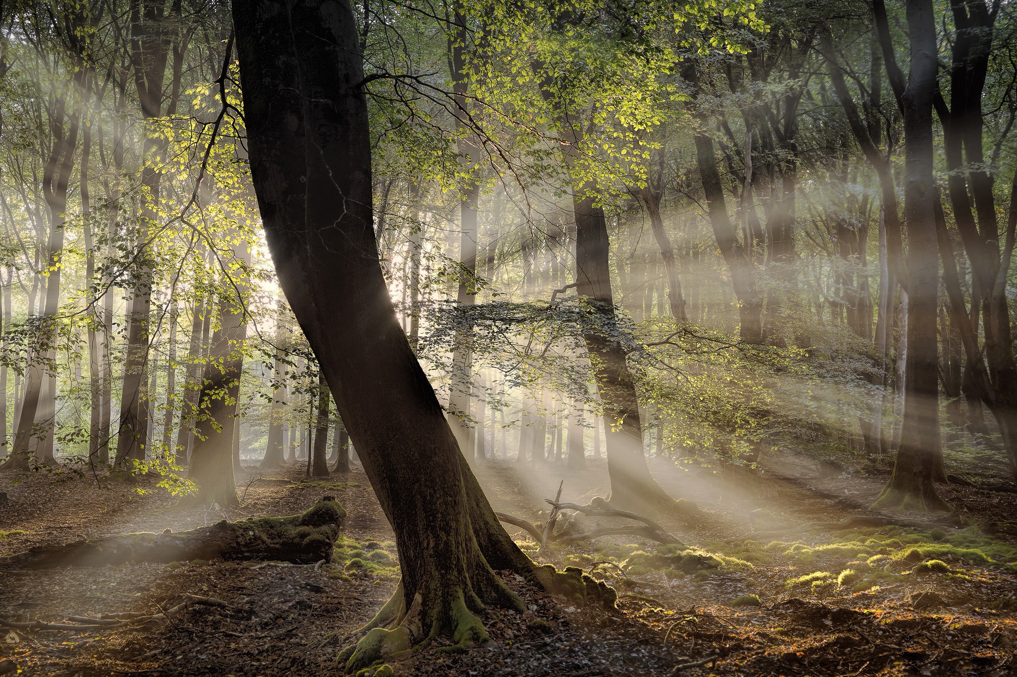 Free download wallpaper Nature, Forest, Tree, Earth, Sunbeam on your PC desktop