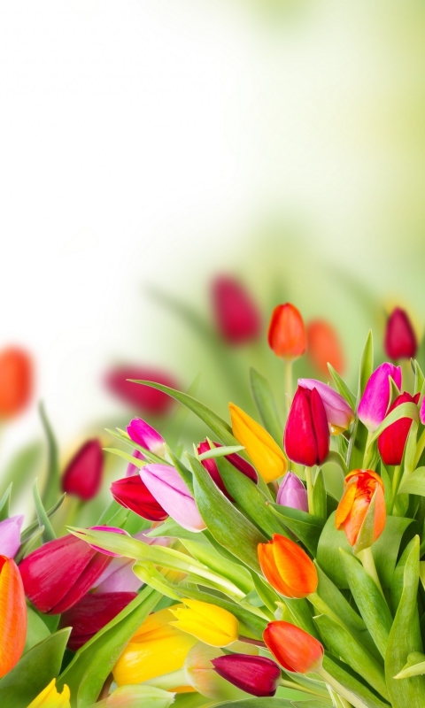 Descarga gratuita de fondo de pantalla para móvil de Flores, Flor, Tierra, Vistoso, Tulipán, Tierra/naturaleza.