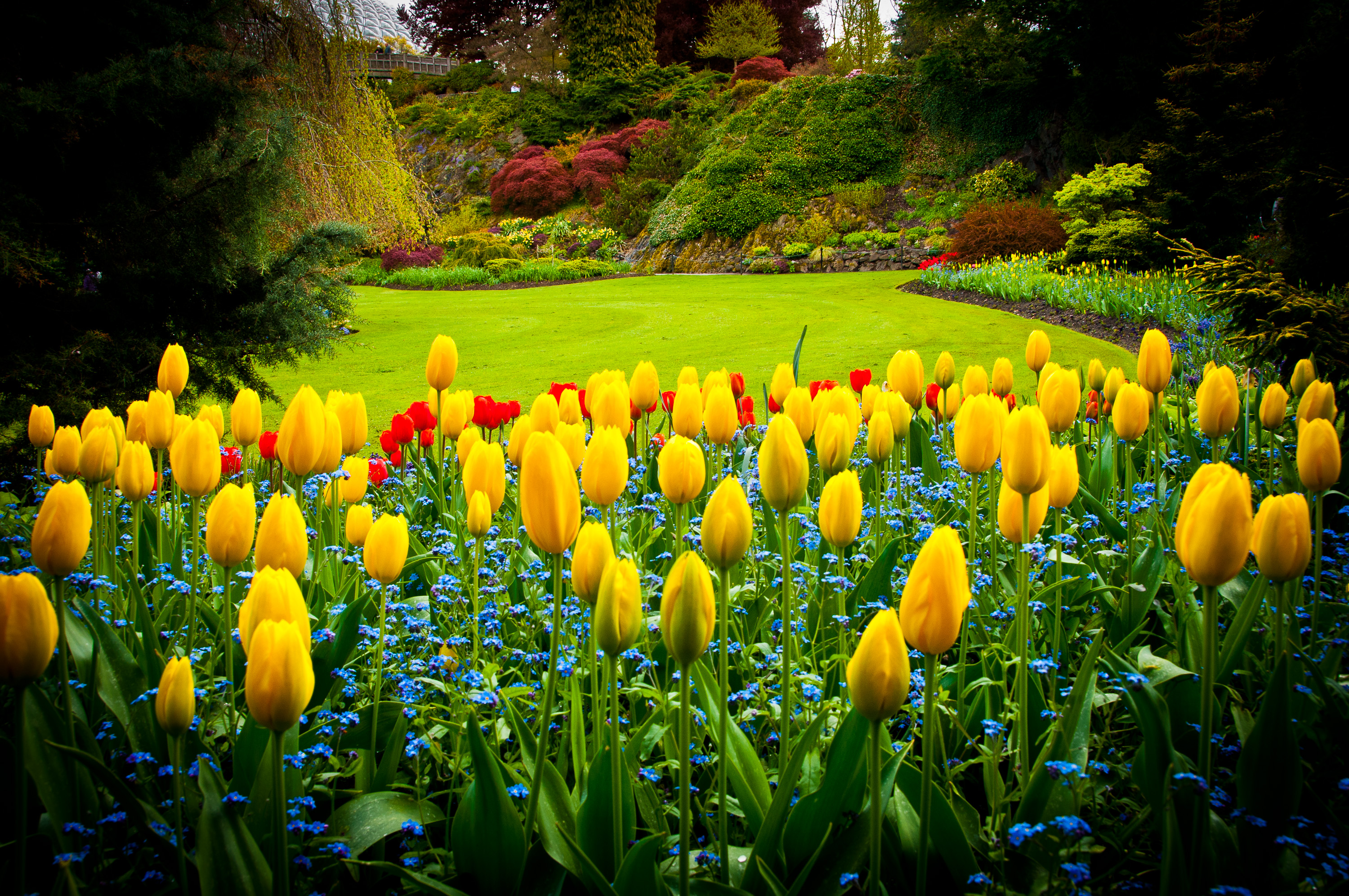 735039 descargar fondo de pantalla jardín, parque, flor amarilla, hecho por el hombre, flor, naturaleza, tulipán: protectores de pantalla e imágenes gratis