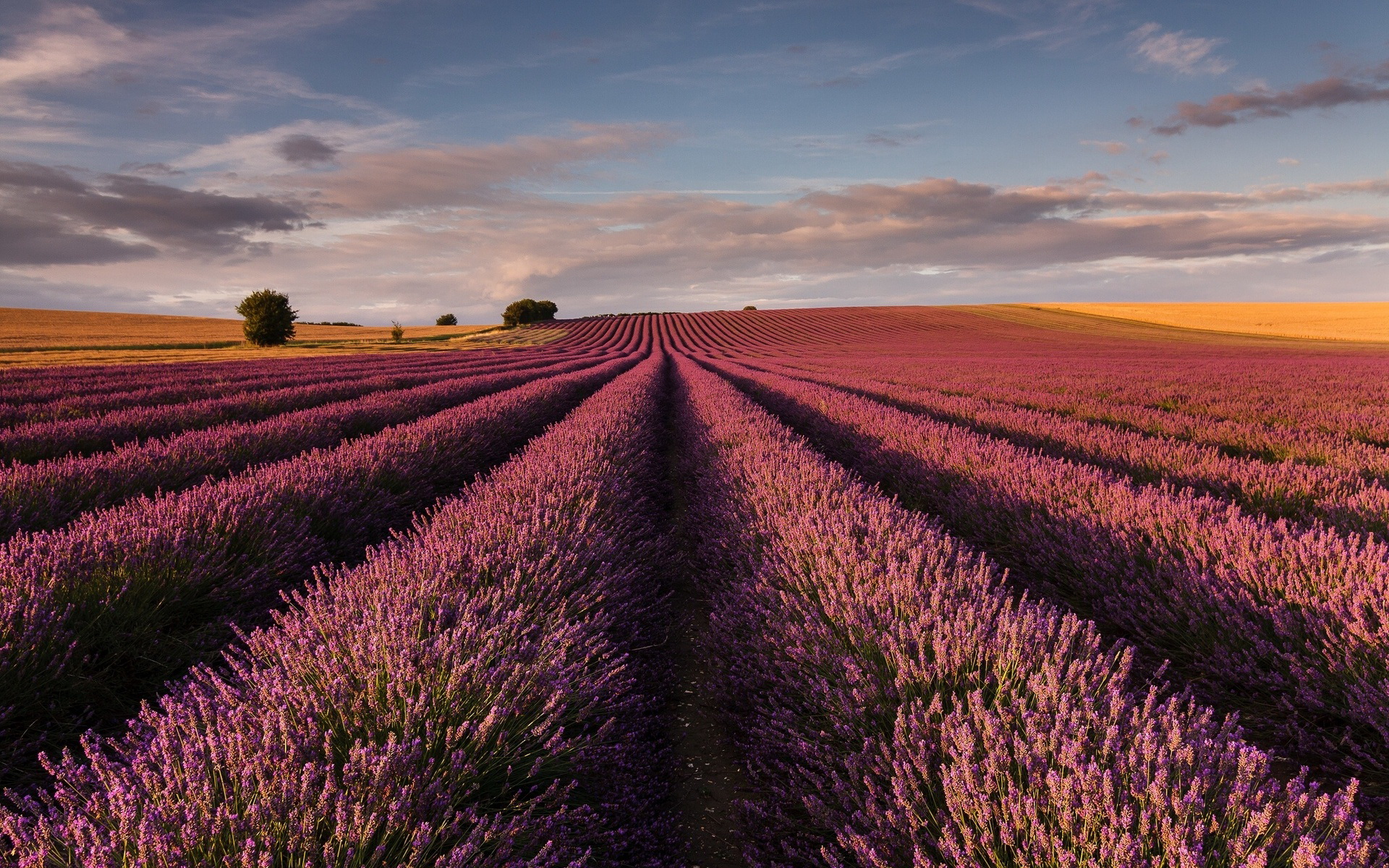 Free download wallpaper Flowers, Earth, Lavender on your PC desktop