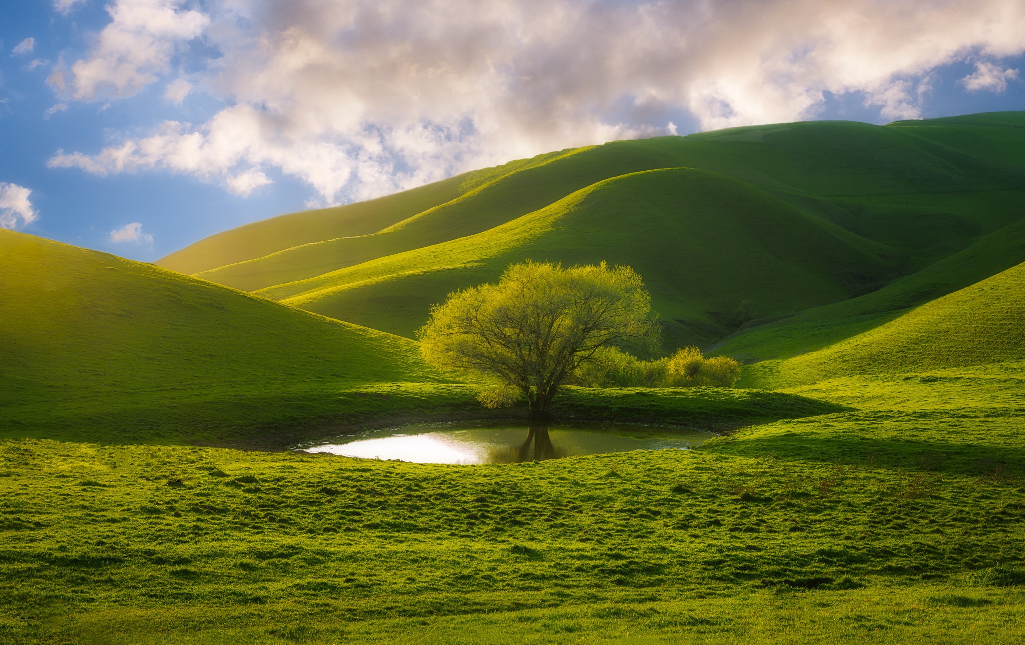 Laden Sie das Natur, Bäume, Baum, Hügel, Gras, Erde/natur-Bild kostenlos auf Ihren PC-Desktop herunter