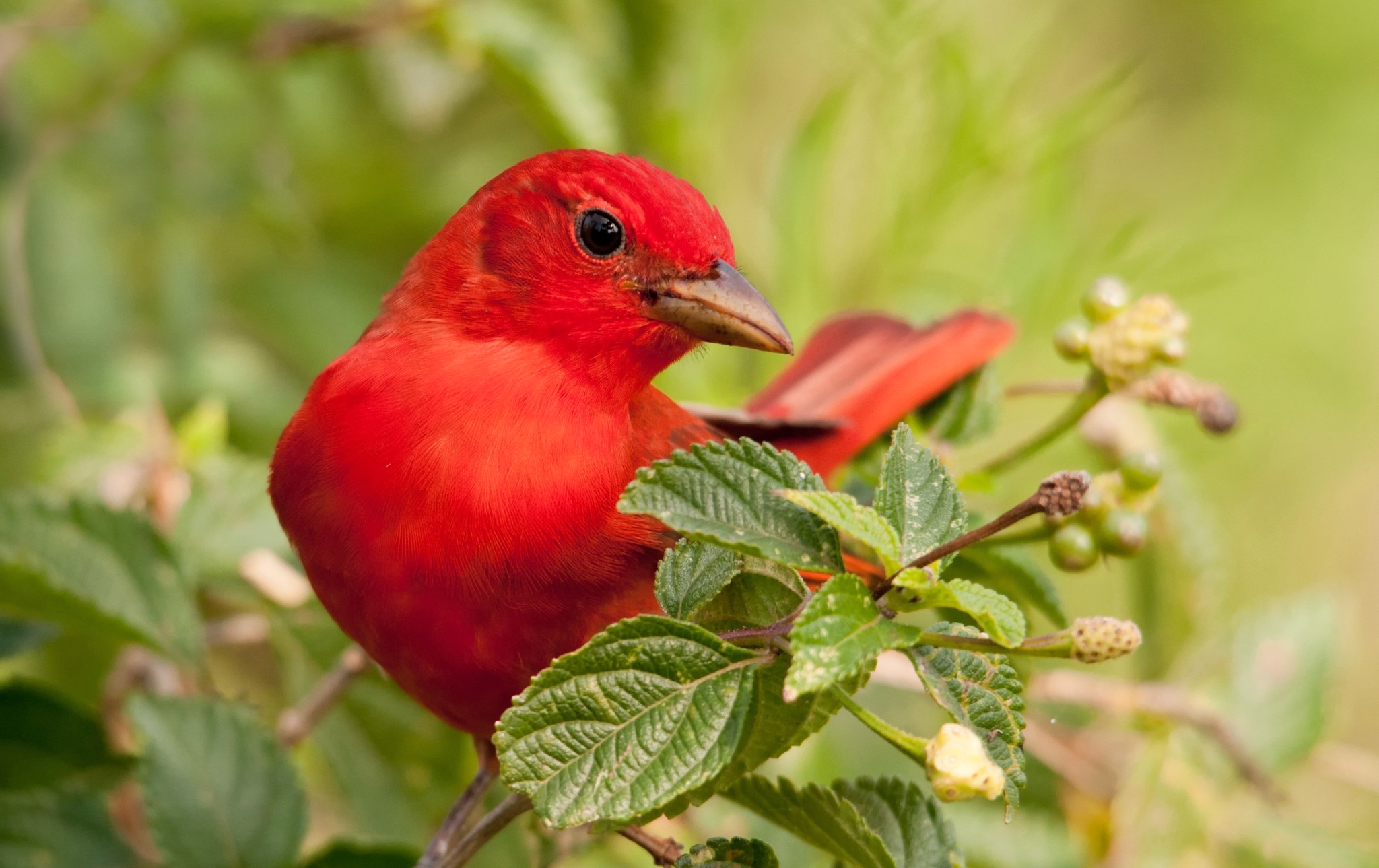 Download mobile wallpaper Cardinal, Birds, Animal for free.