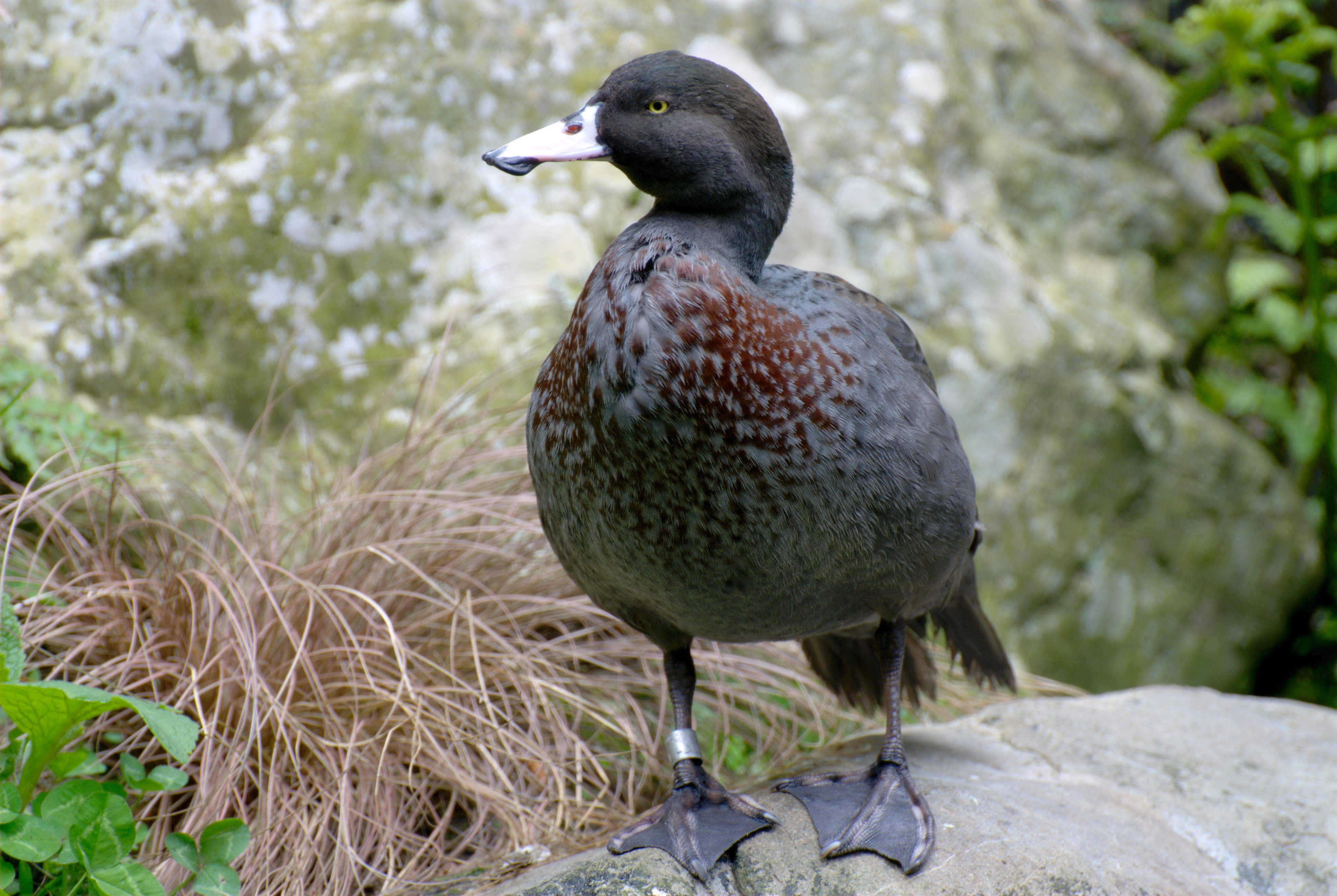 Descarga gratuita de fondo de pantalla para móvil de Animales, Pato, Aves.