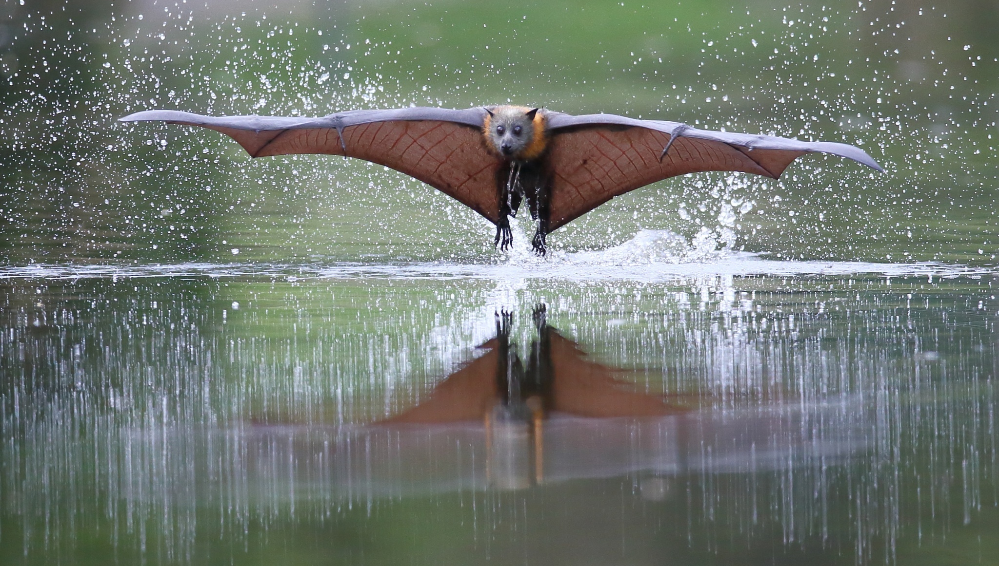 animal, bat, flight, reflection, splash, water, birds