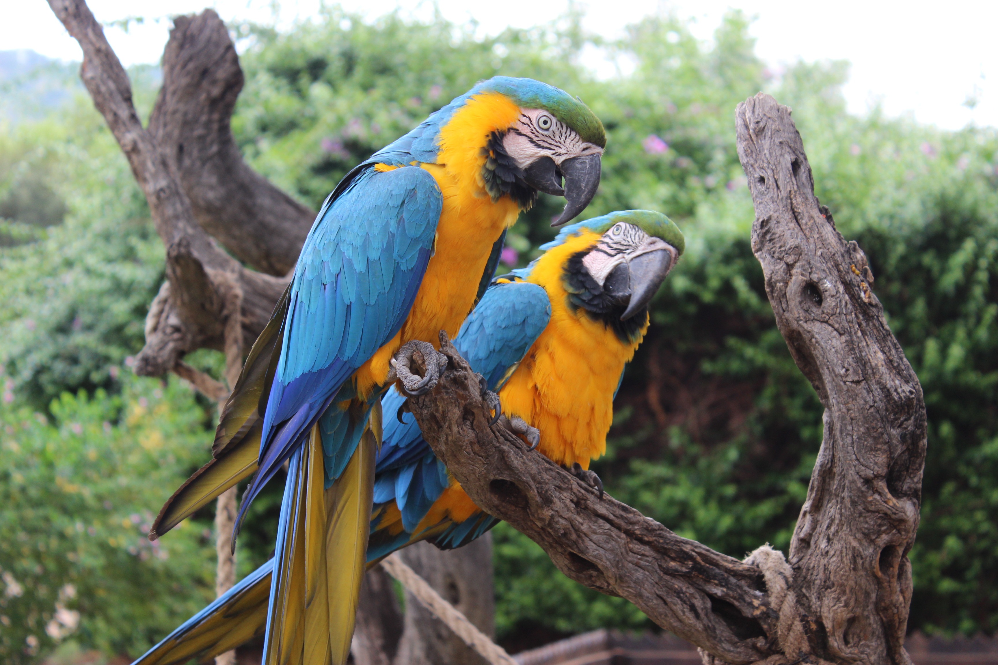 Descarga gratuita de fondo de pantalla para móvil de Animales, Guacamayo, Aves, Ave, Loro, Guacamayo Azul Y Amarillo.