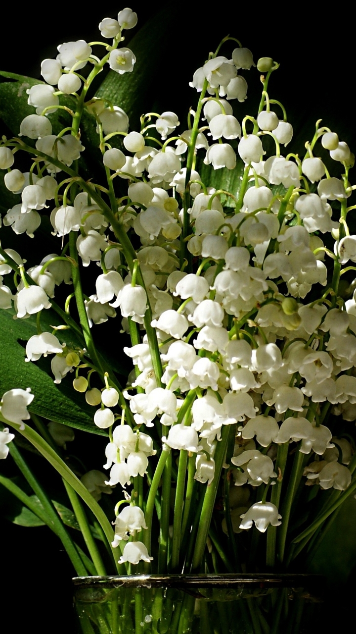 Handy-Wallpaper Blumen, Maiglöckchen, Blume, Vase, Weiße Blume, Erde/natur kostenlos herunterladen.