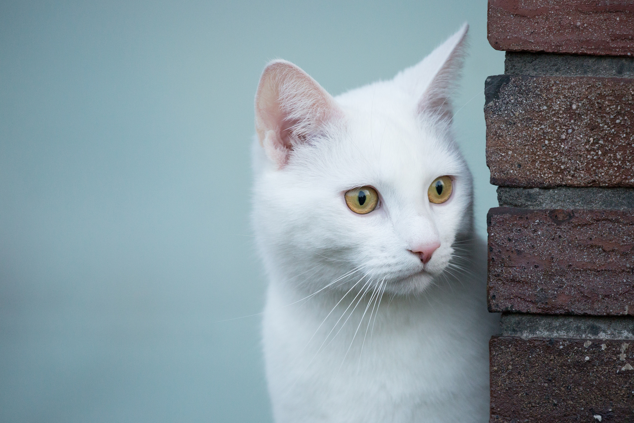 Handy-Wallpaper Katze, Katzen, Tiere kostenlos herunterladen.