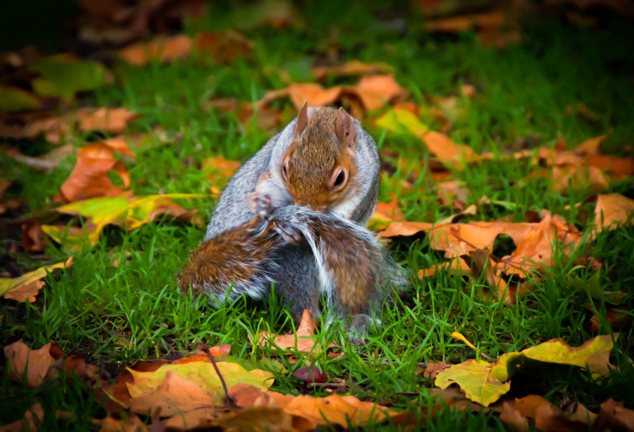 animal, squirrel, acorn, cute, england, fall, hyde park, london, nature, park