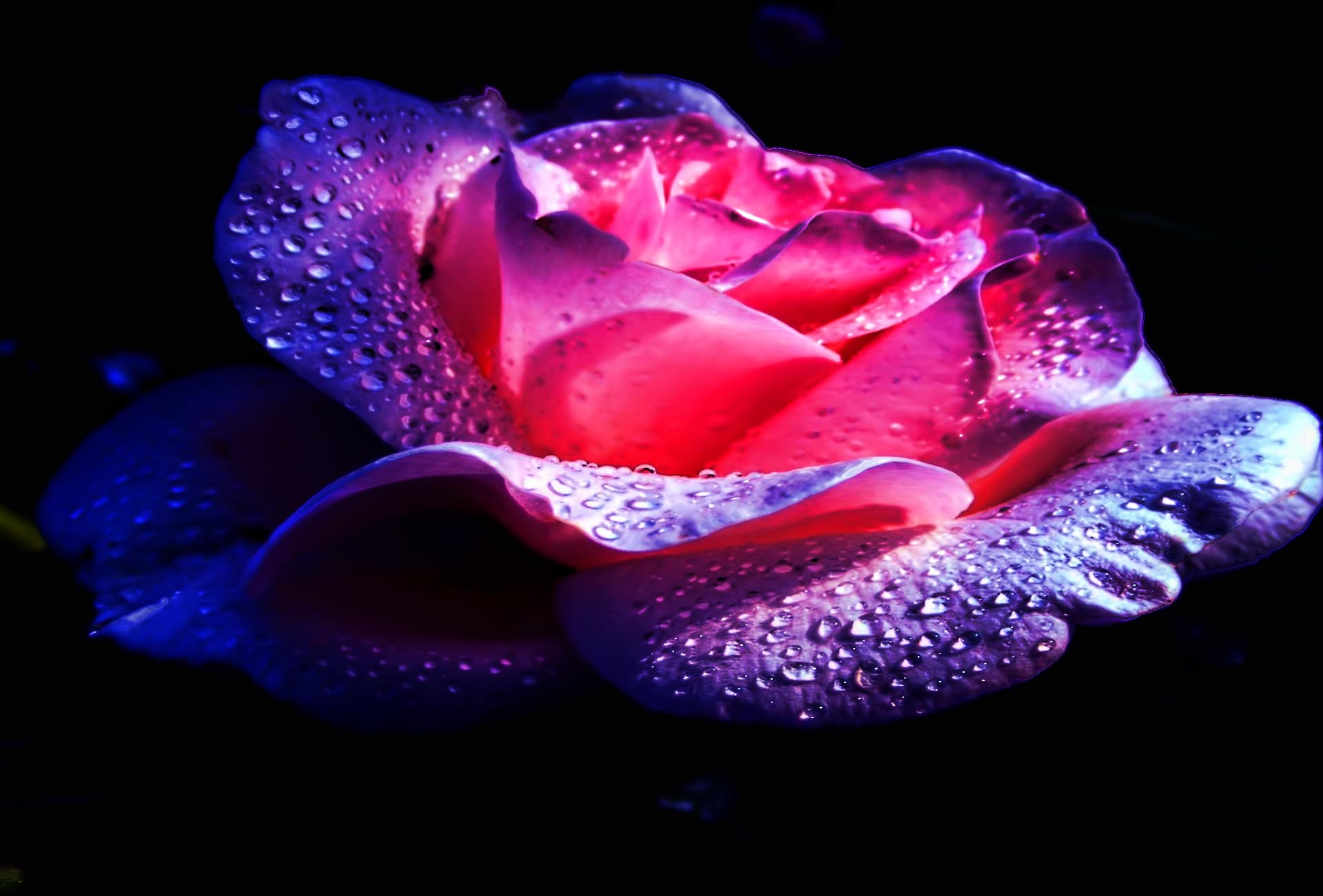 Free download wallpaper Flowers, Flower, Rose, Earth, Water Drop on your PC desktop