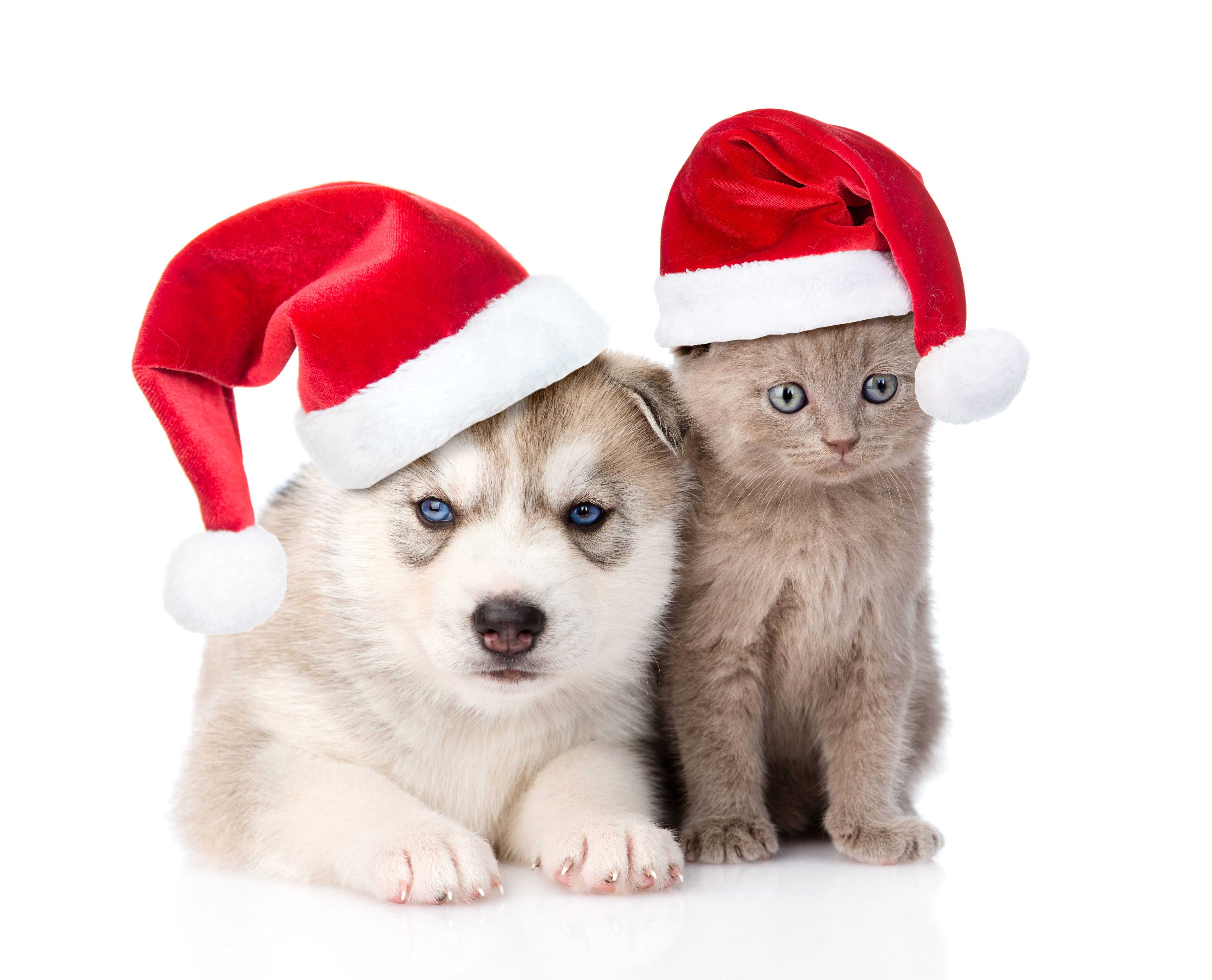 Handy-Wallpaper Tiere, Weihnachten, Kätzchen, Hund, Welpen, Tierbaby, Weihnachtsmütze, Katz & Hund kostenlos herunterladen.