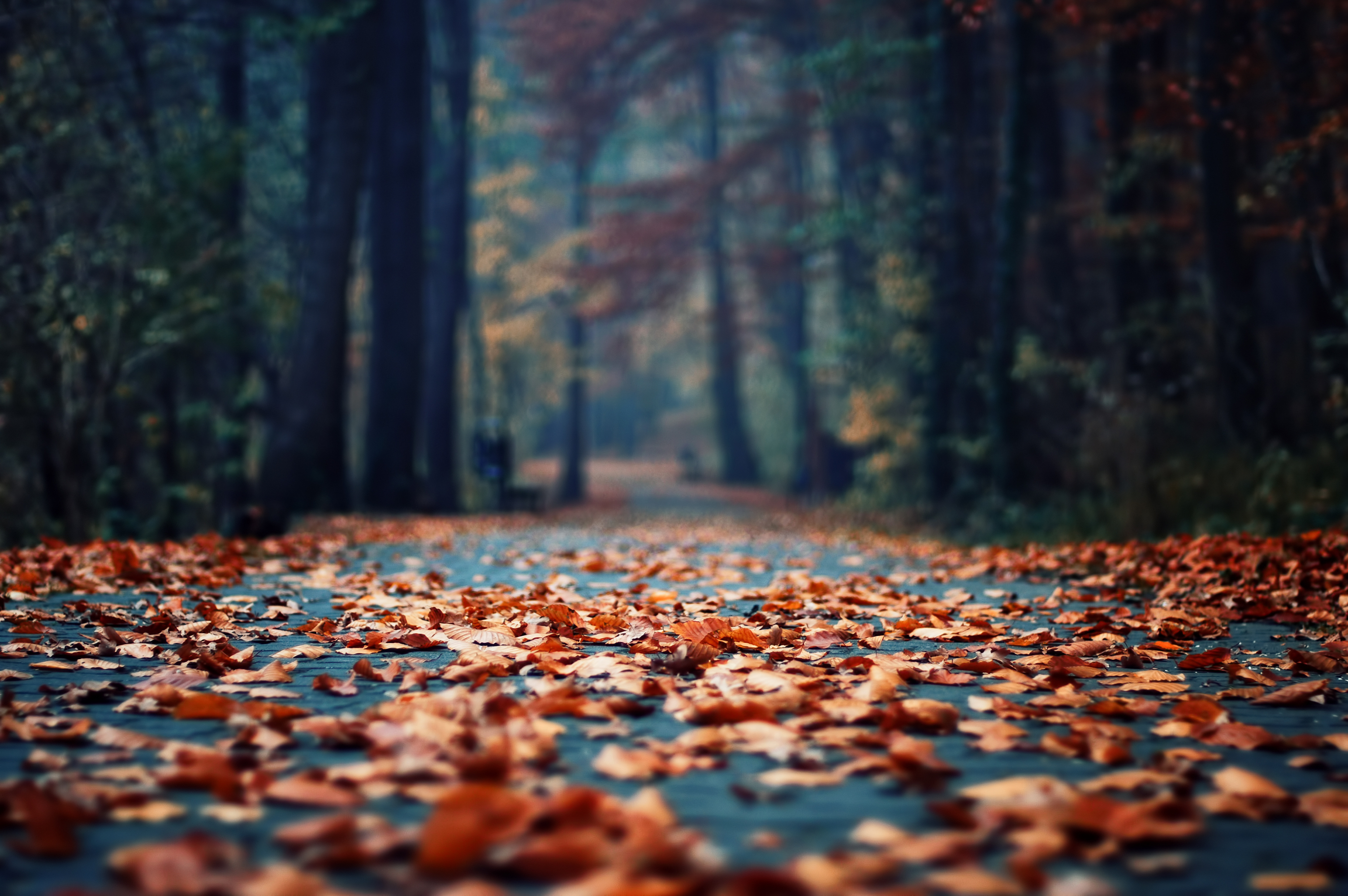 Download mobile wallpaper Fall, Photography for free.