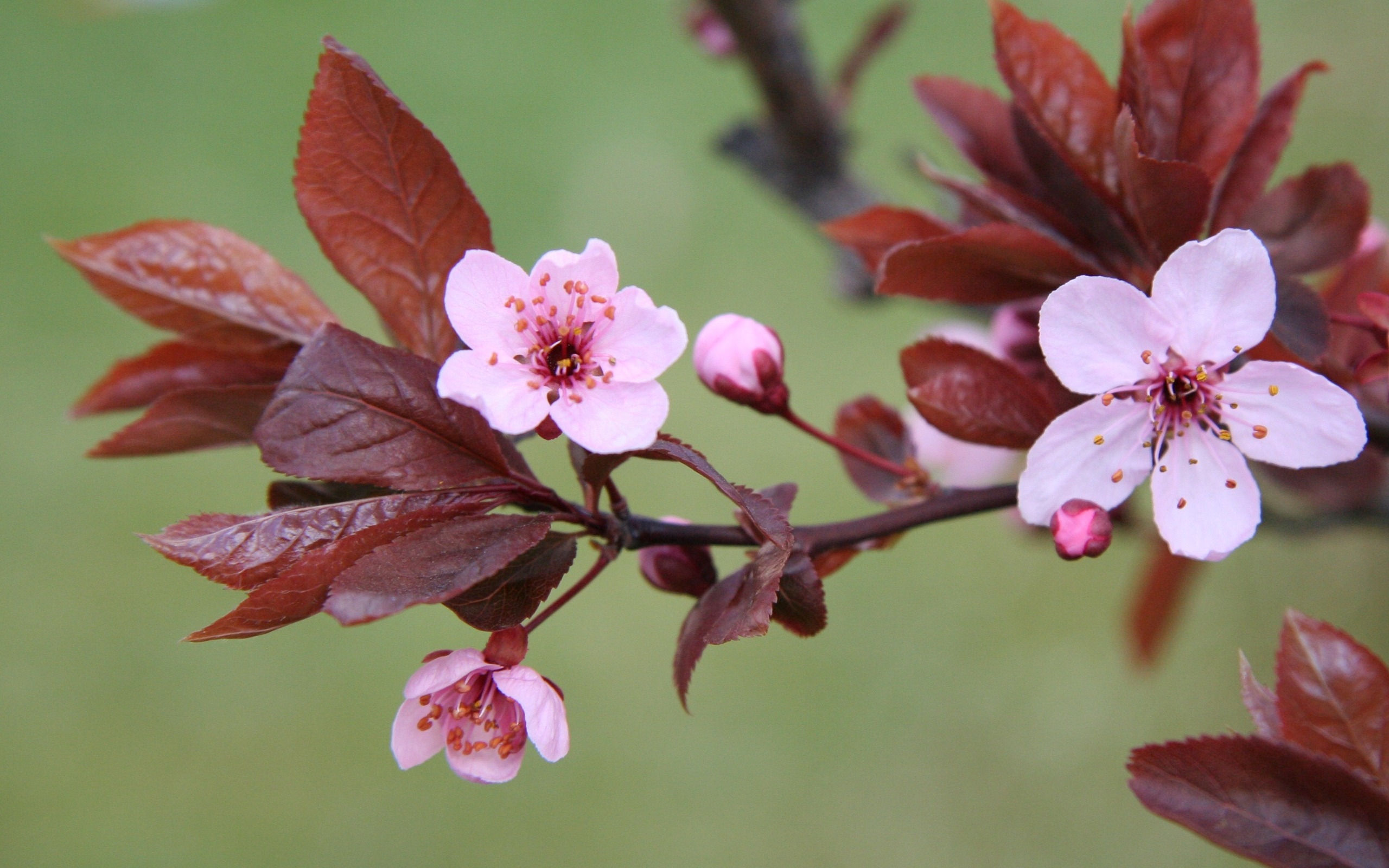 Free download wallpaper Flowers, Earth, Blossom on your PC desktop