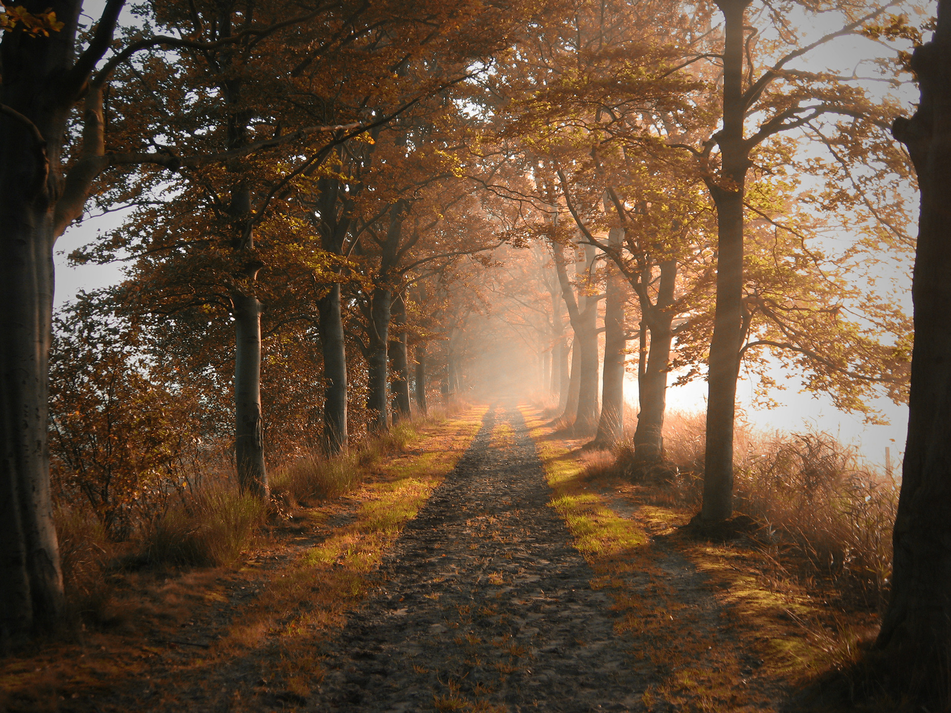 Baixar papel de parede para celular de Caminho, Árvore, Terra/natureza gratuito.