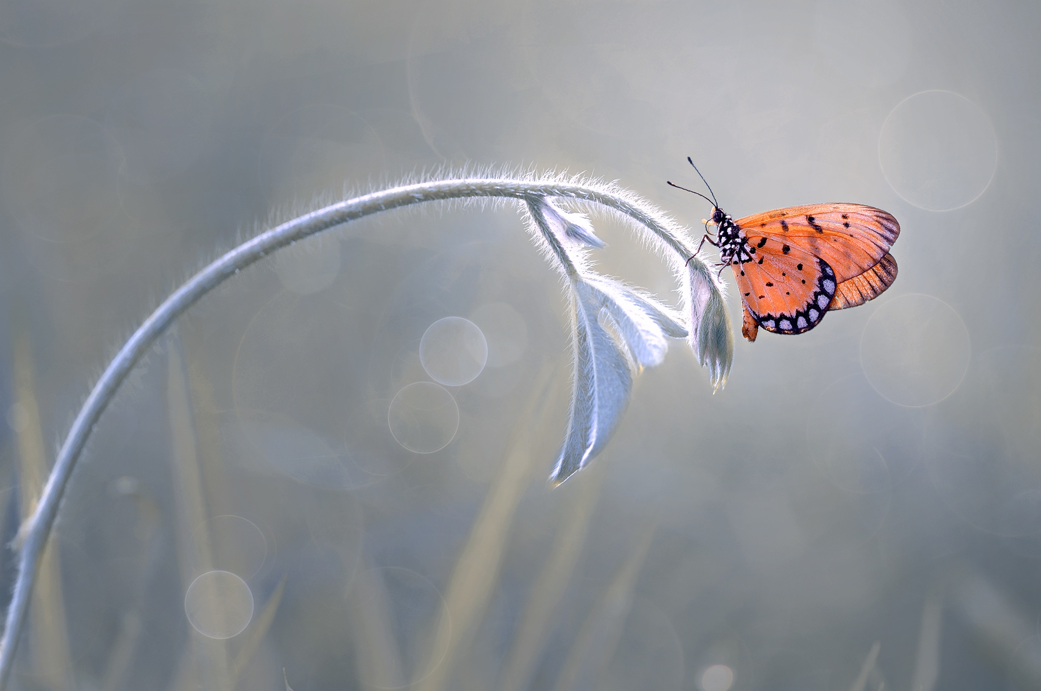 Descarga gratis la imagen Animales, Insecto, Mariposa, Macrofotografía en el escritorio de tu PC