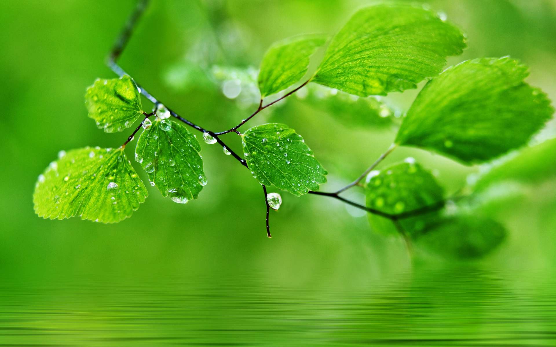 Free download wallpaper Leaf, Earth on your PC desktop