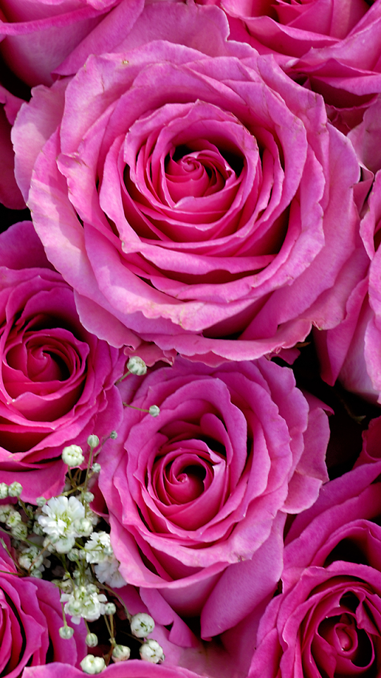 Download mobile wallpaper Flowers, Flower, Rose, Earth for free.