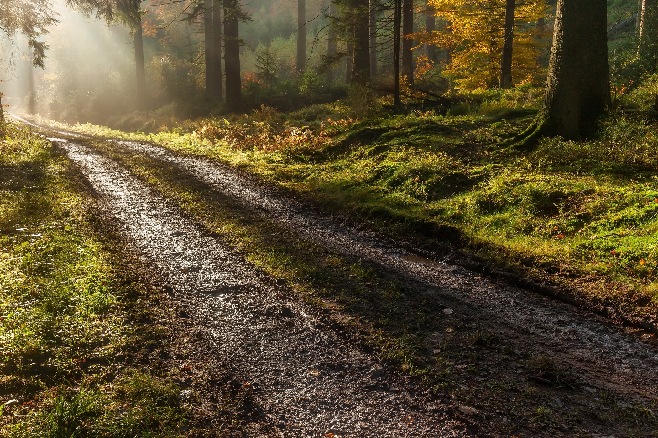 Download mobile wallpaper Nature, Road, Forest, Sunbeam, Man Made, Dirt Road for free.