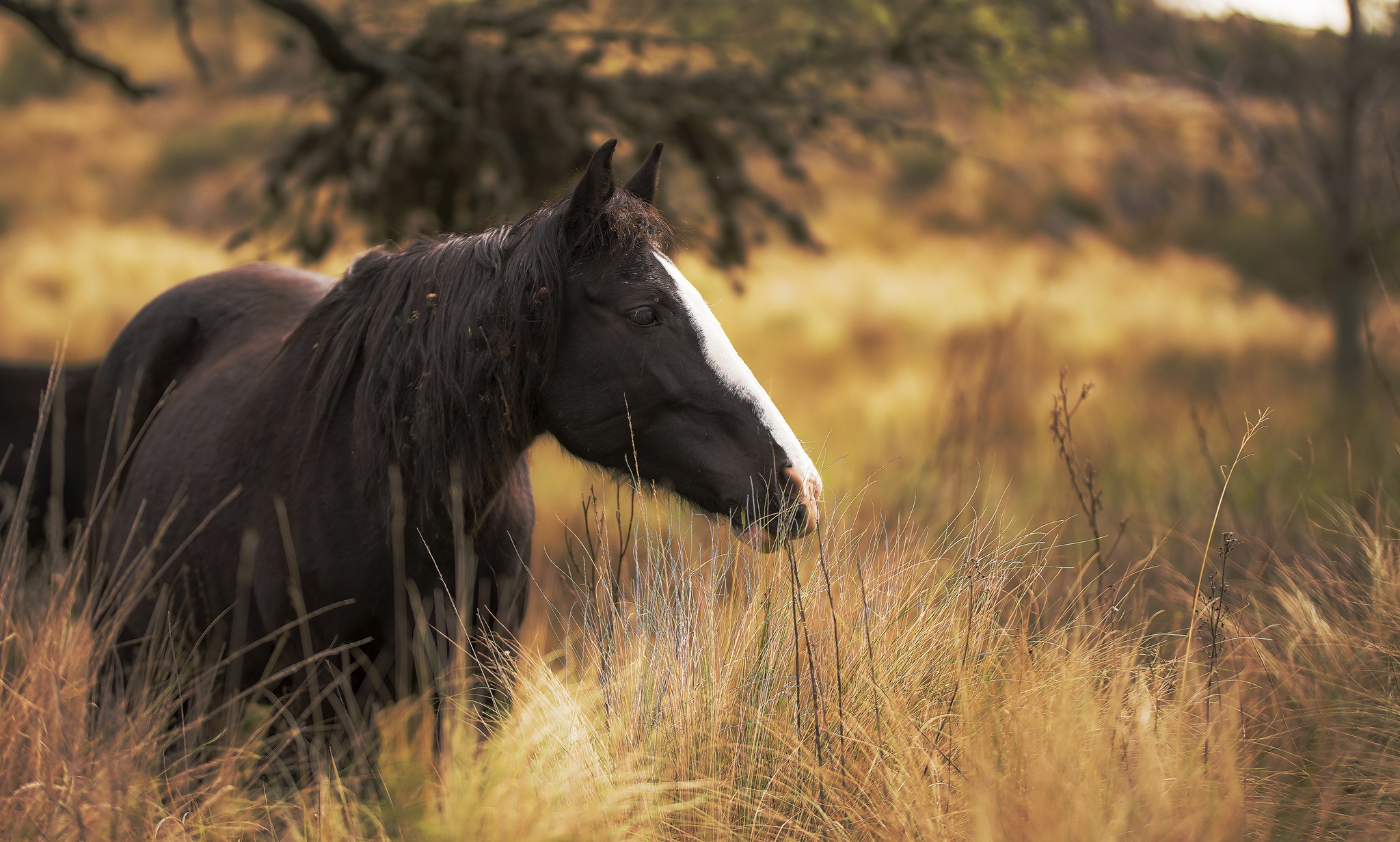 Baixar papel de parede para celular de Animais, Grama, Cavalo, Profundidade De Campo gratuito.