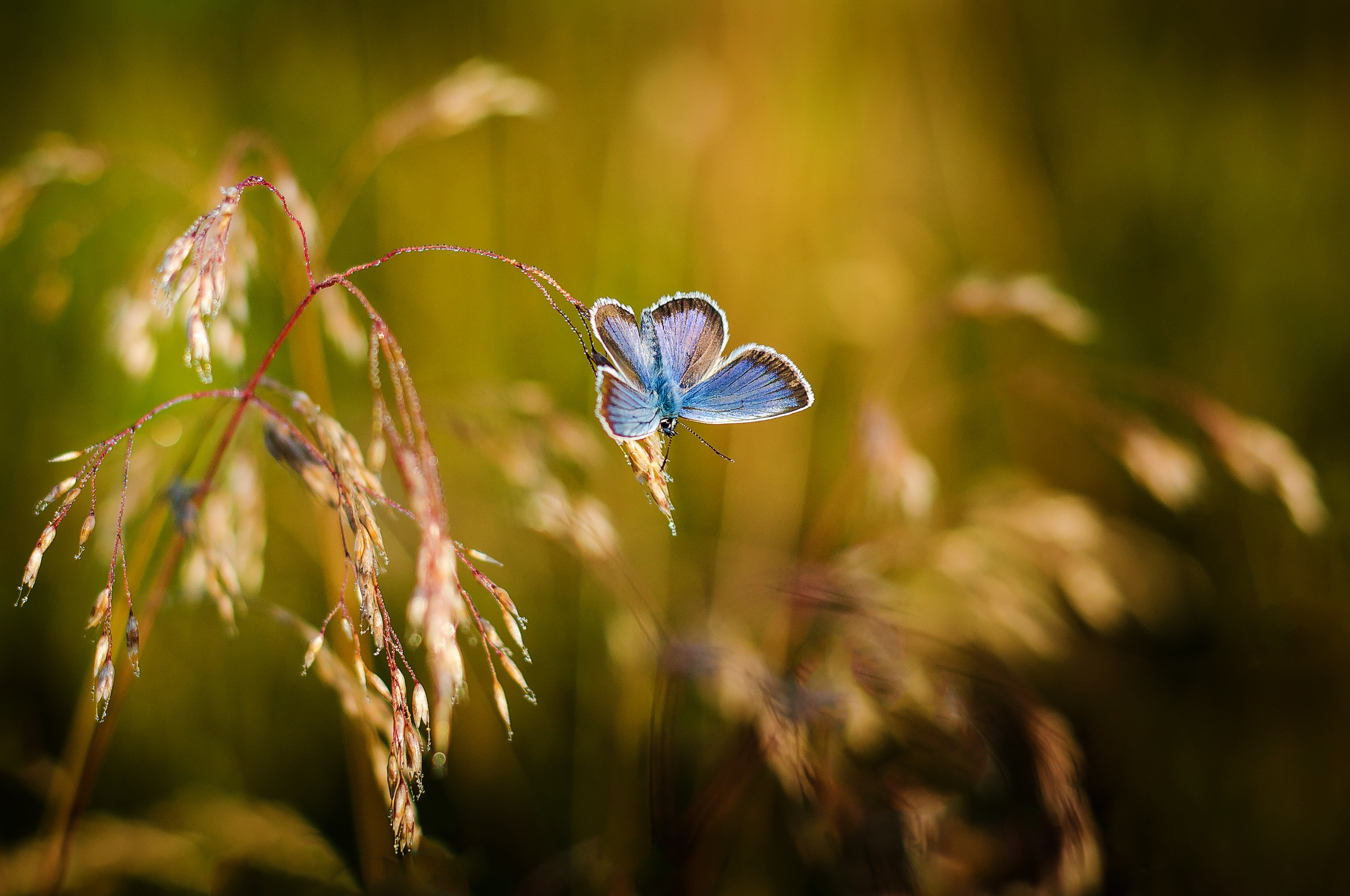 Download mobile wallpaper Plant, Macro, Butterfly, Animal for free.