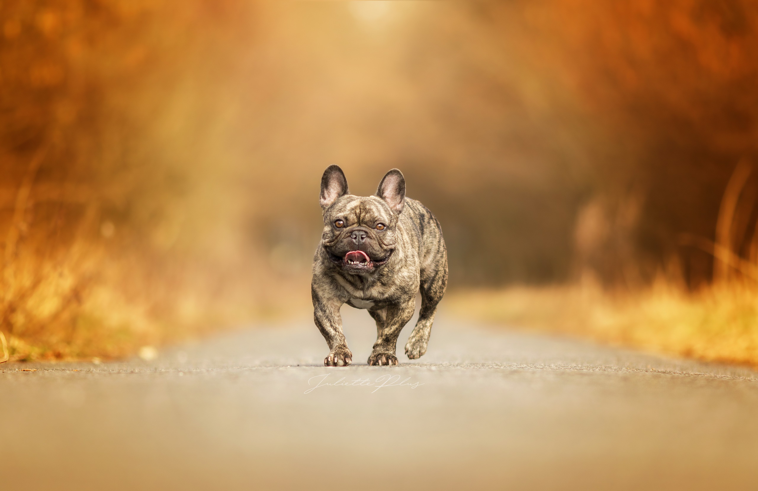 Free download wallpaper Dogs, Dog, Animal, French Bulldog, Depth Of Field on your PC desktop