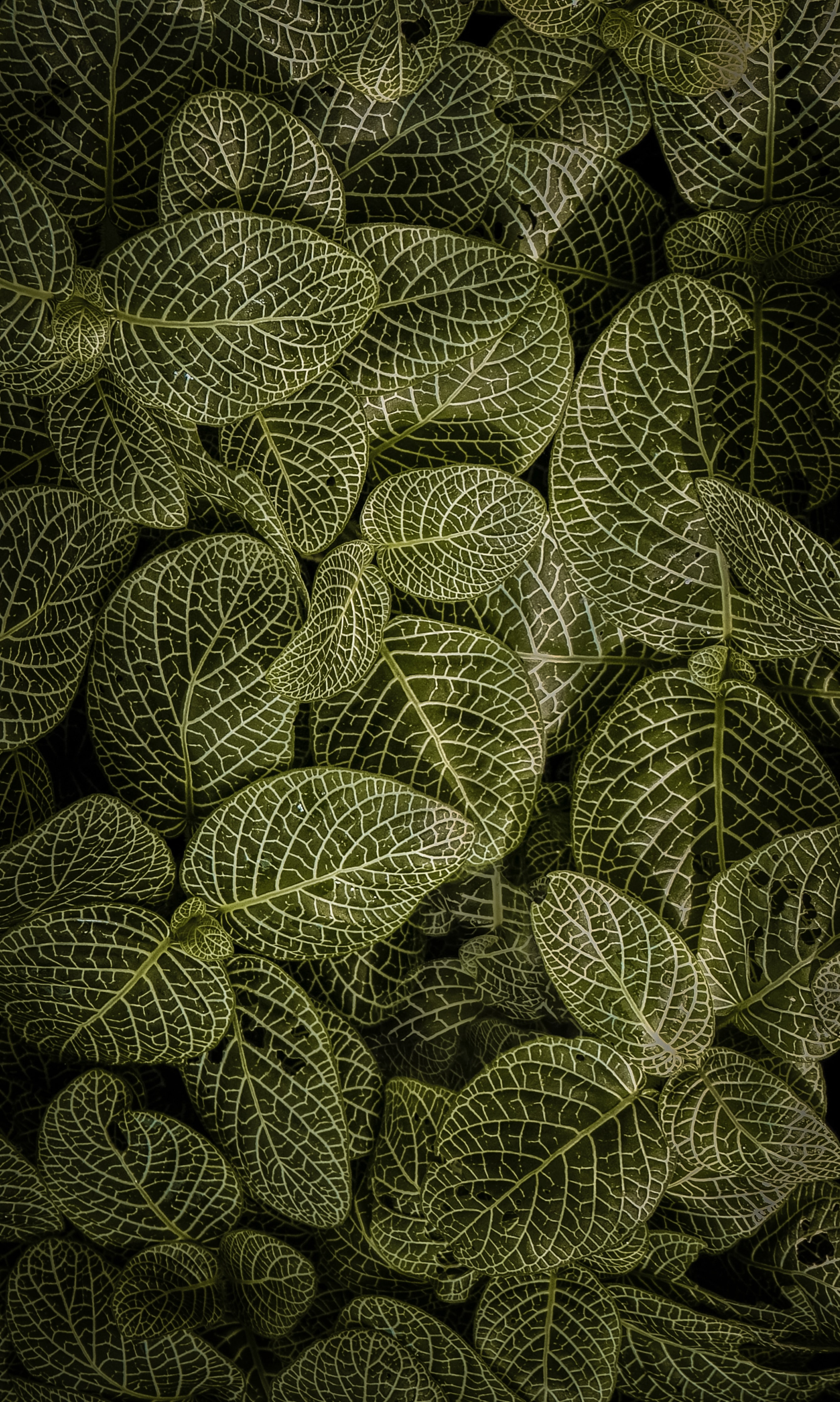 Download mobile wallpaper Stem, View From Above, Stalk, Leaves, Nature for free.