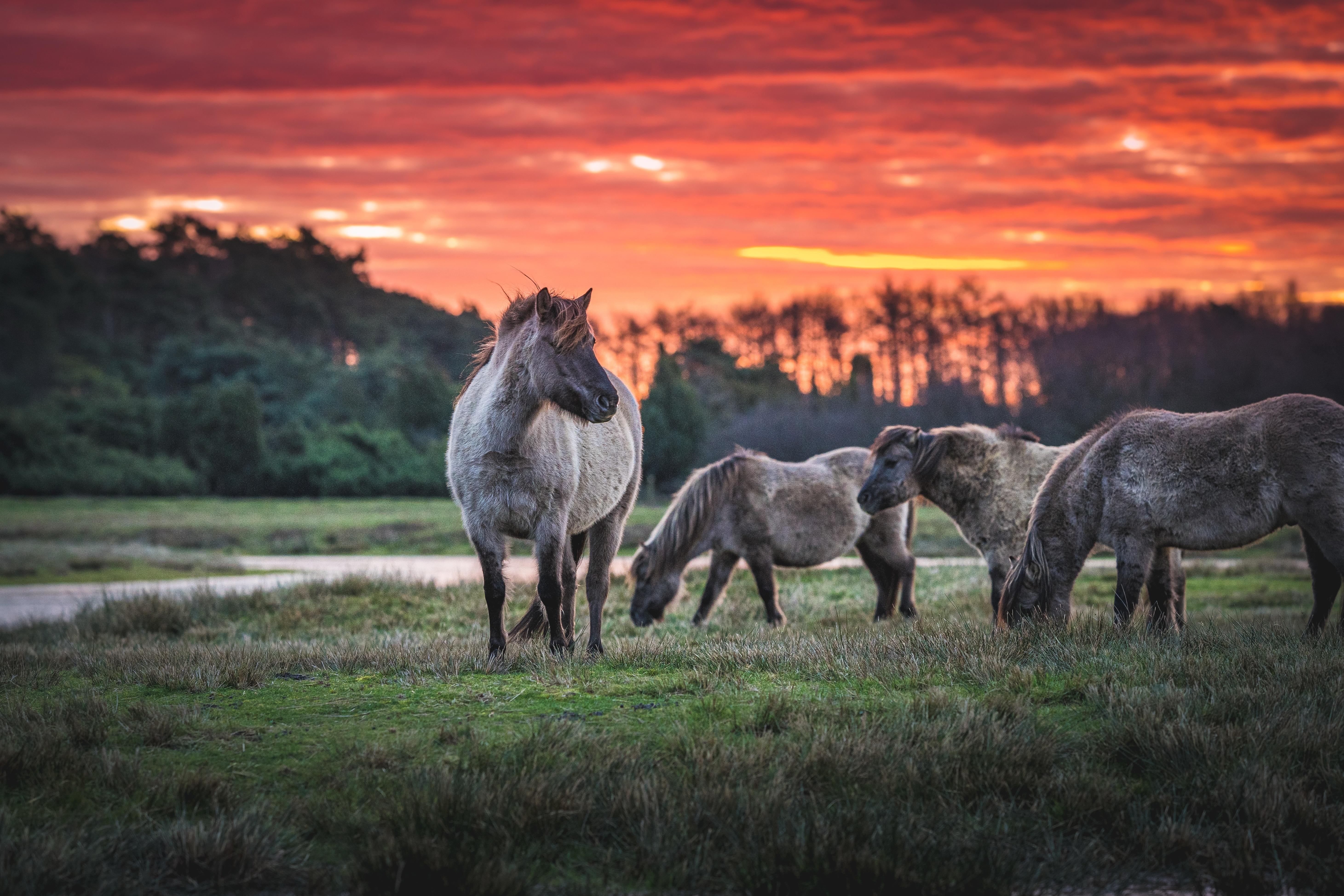 Baixar papel de parede para celular de Animais, Pôr Do Sol, Cavalo gratuito.