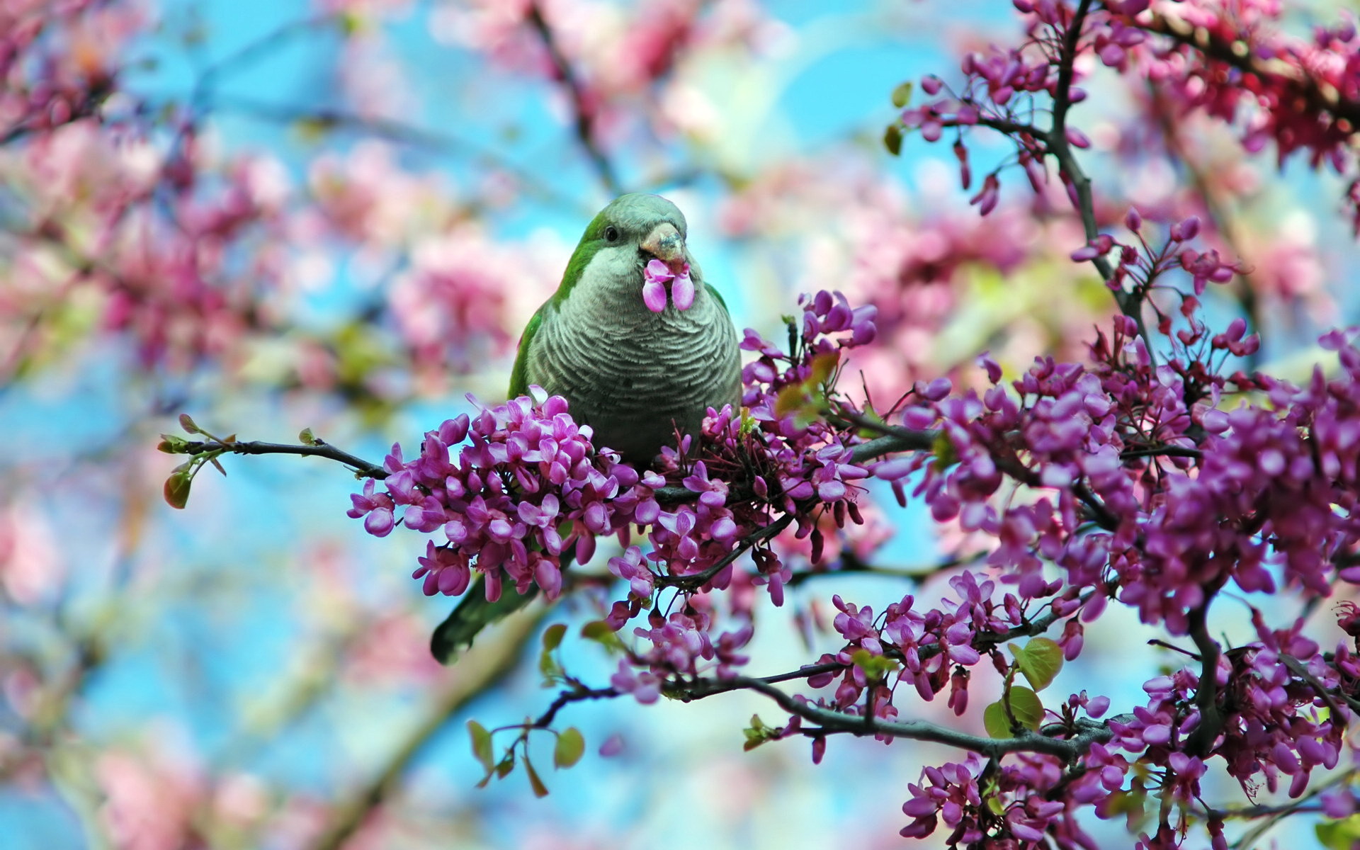 Free download wallpaper Animal, Parrot on your PC desktop