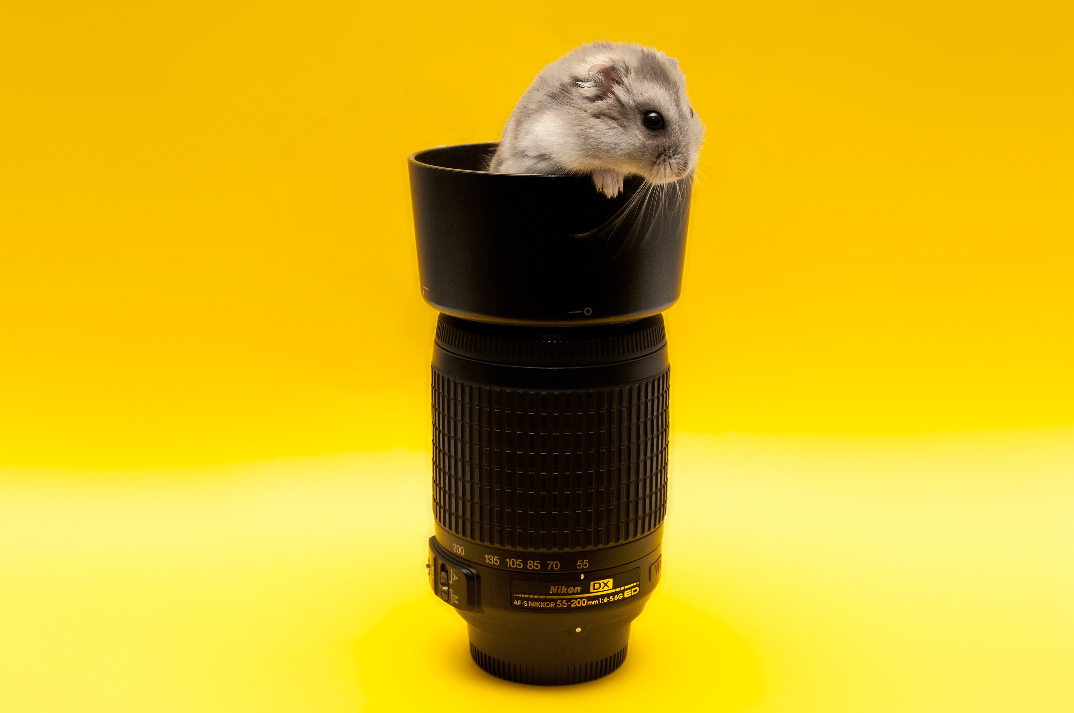 animals, mouse, lens, rodent, climb