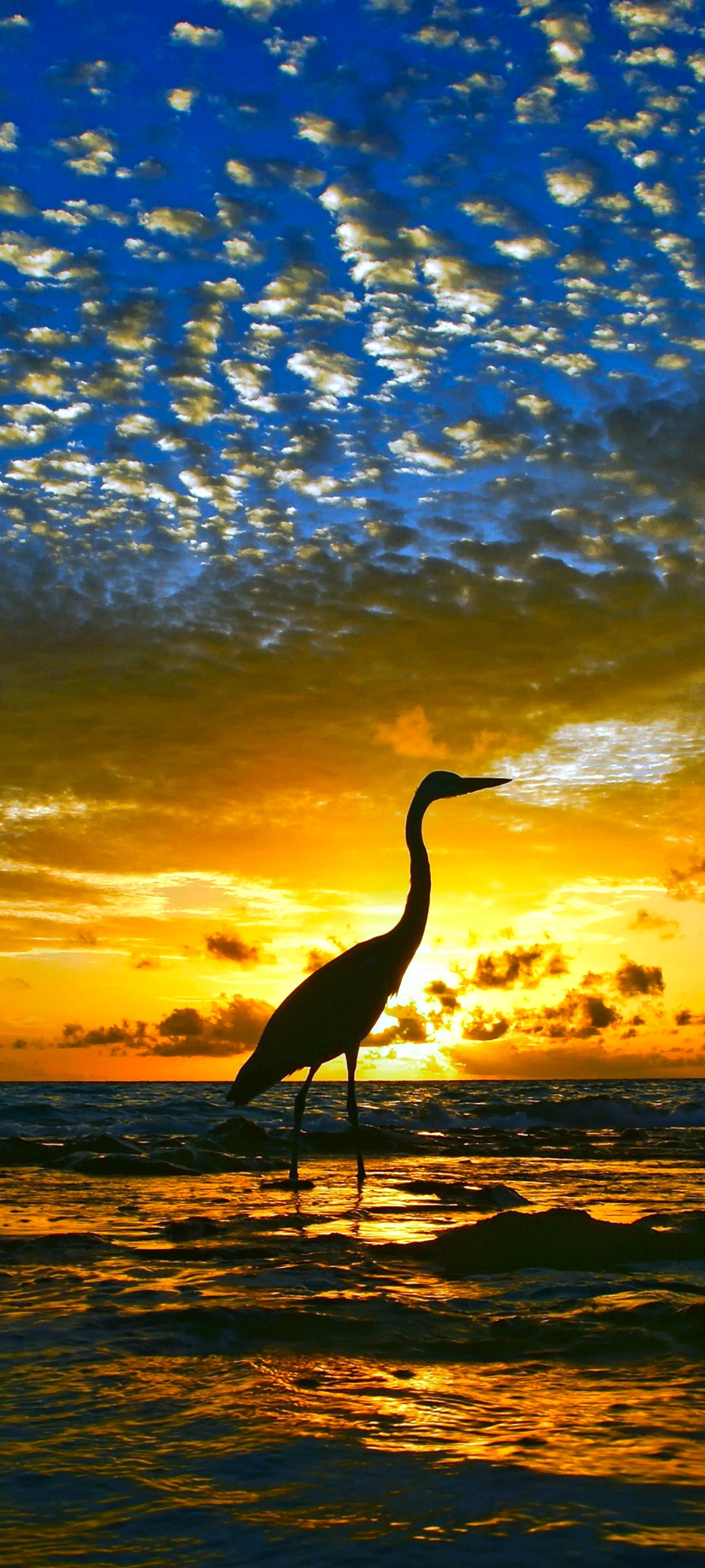Download mobile wallpaper Birds, Sunset, Heron, Horizon, Bird, Animal for free.