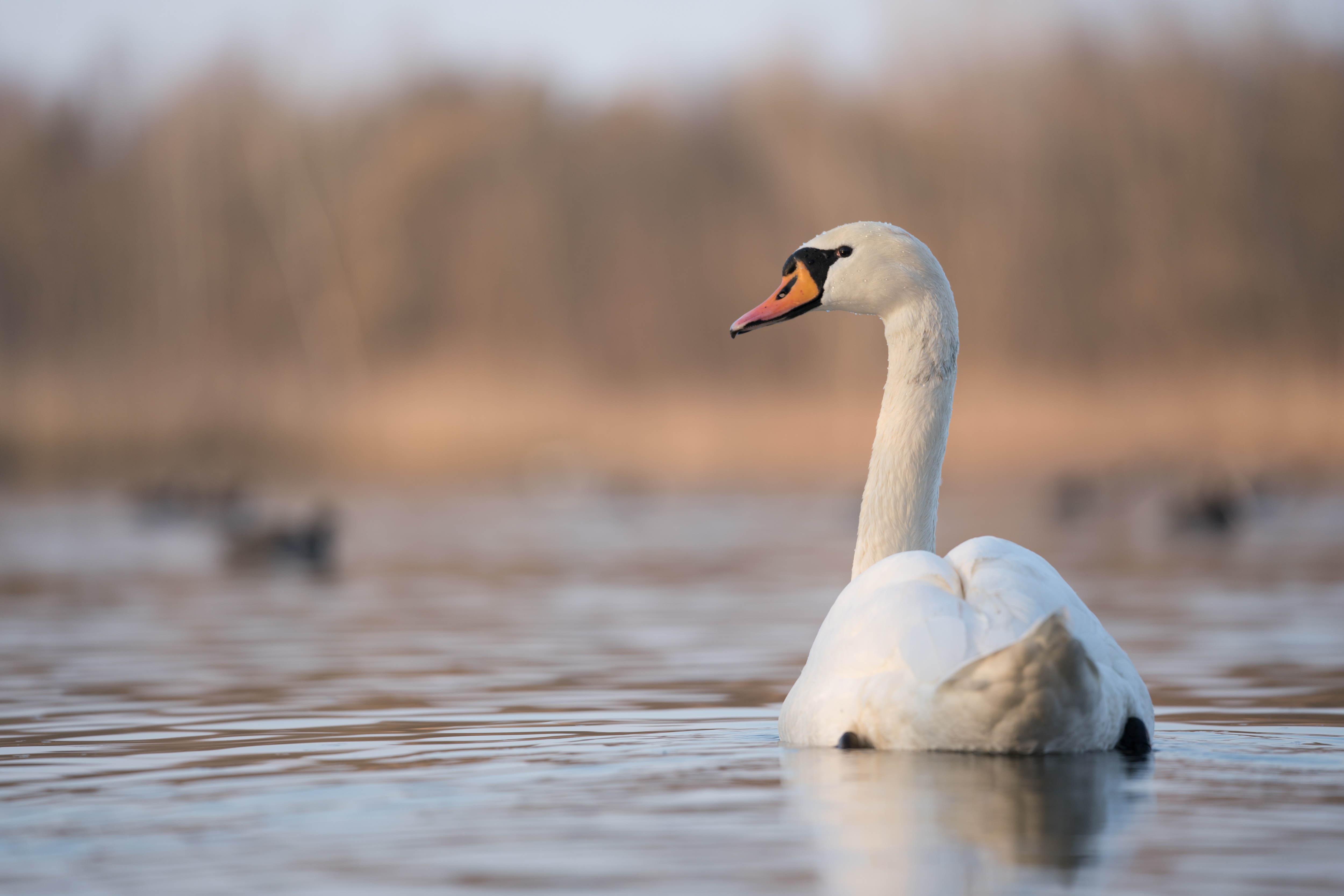 Téléchargez des papiers peints mobile Animaux, Oiseau, Des Oiseaux, Cygne Tuberculé gratuitement.