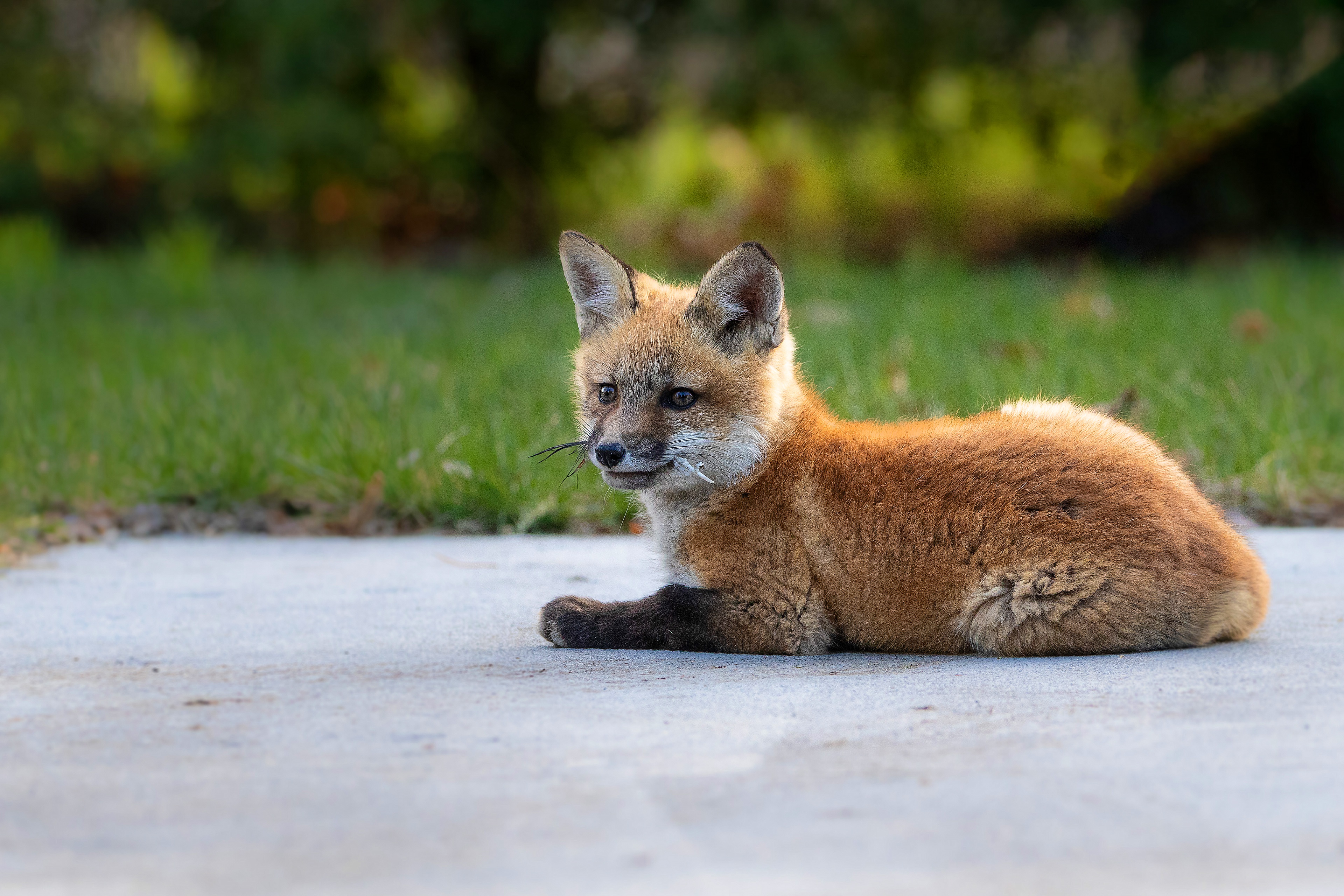 Free download wallpaper Fox, Animal, Baby Animal on your PC desktop