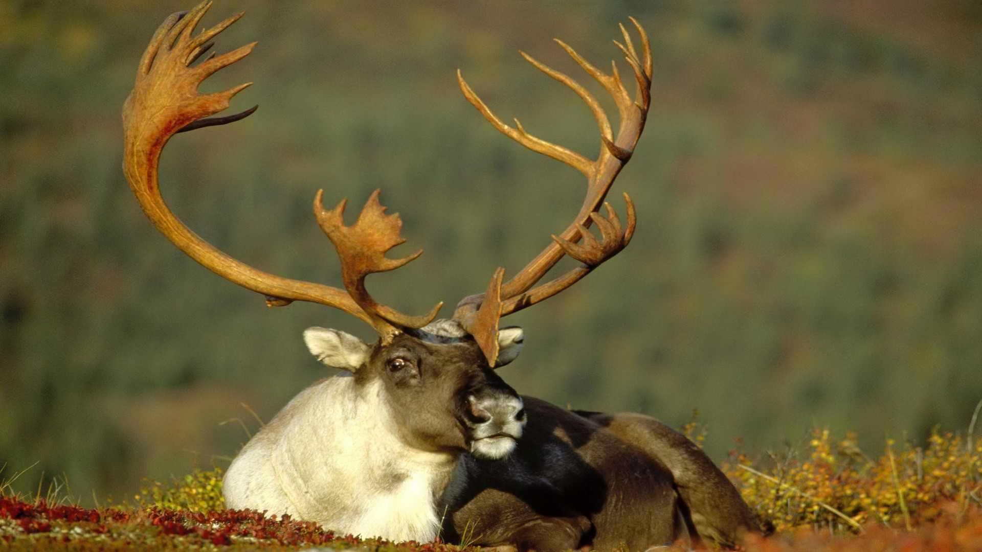 Free download wallpaper Animal, Deer on your PC desktop