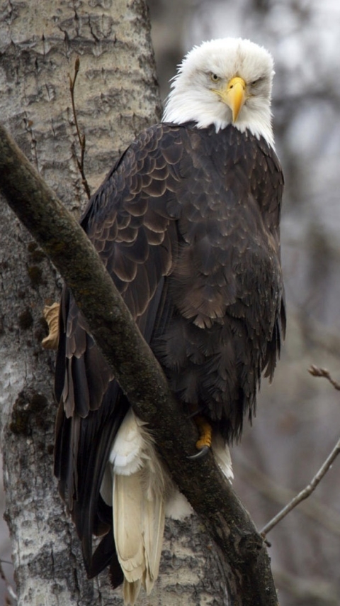 Descarga gratuita de fondo de pantalla para móvil de Águila, Aves, Animales.