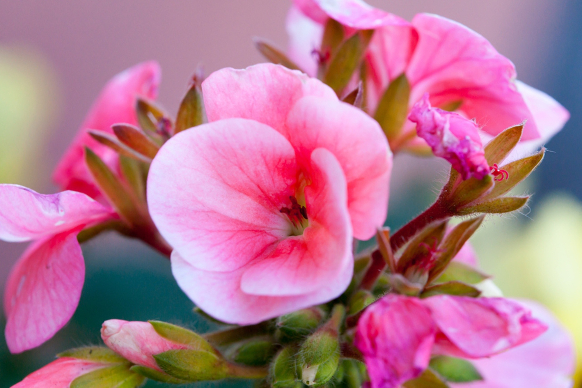 Téléchargez gratuitement l'image Fleurs, Floraison, Terre/nature sur le bureau de votre PC