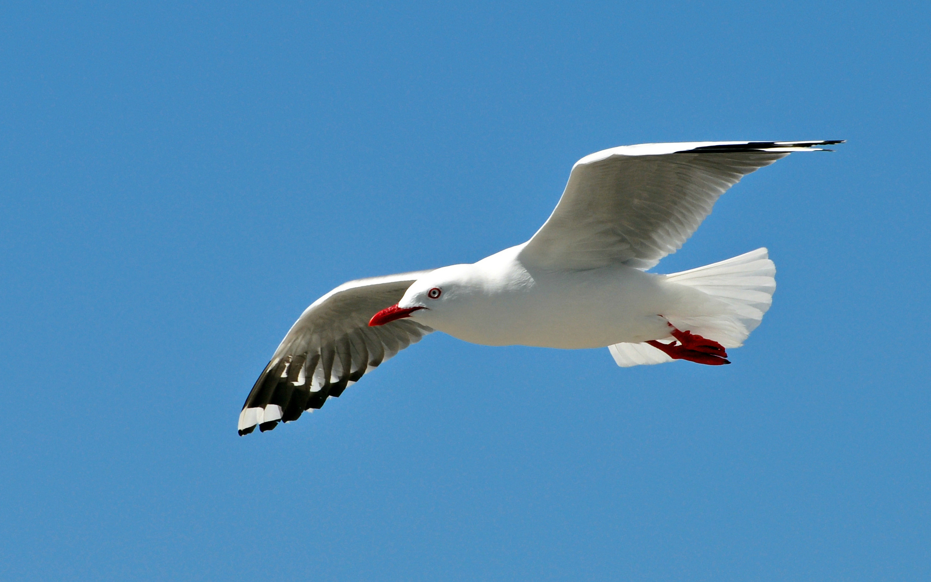 Téléchargez des papiers peints mobile Animaux, Mouette gratuitement.