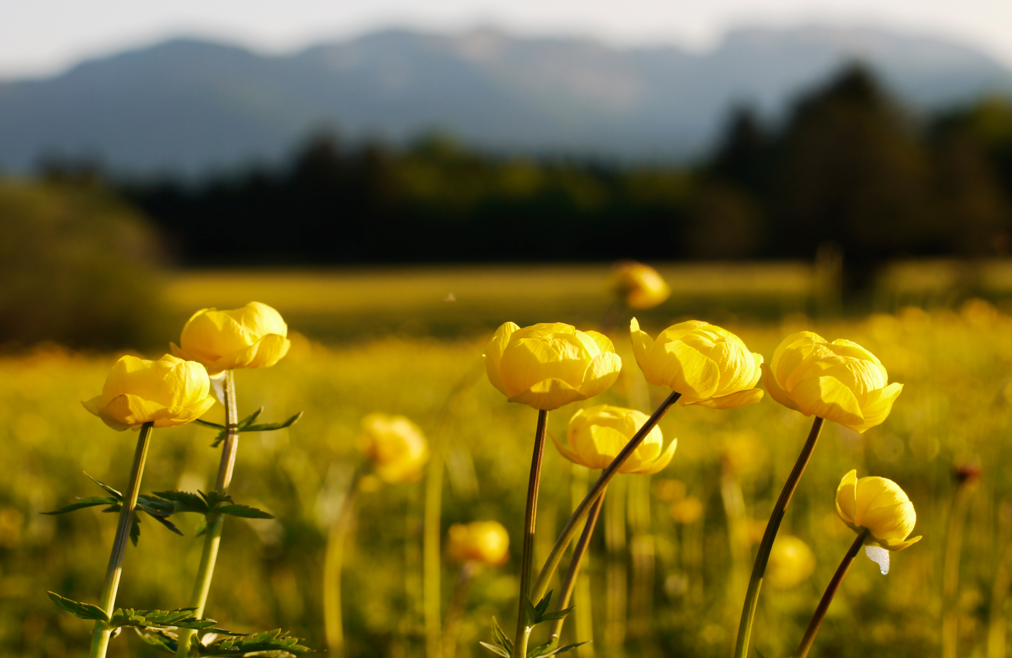 Handy-Wallpaper Blumen, Blume, Erde/natur kostenlos herunterladen.