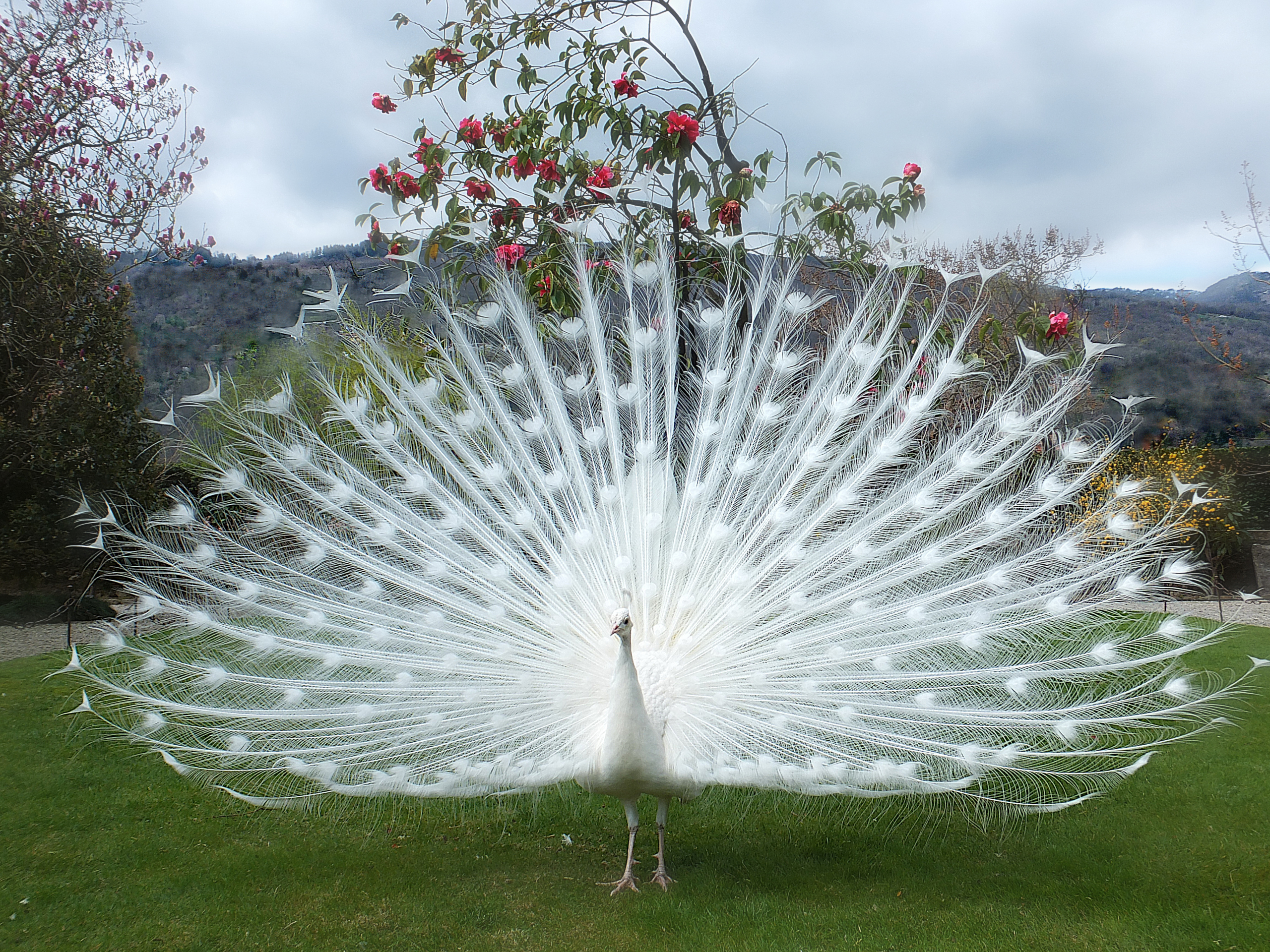 peacock, animal, albino, bird, feather