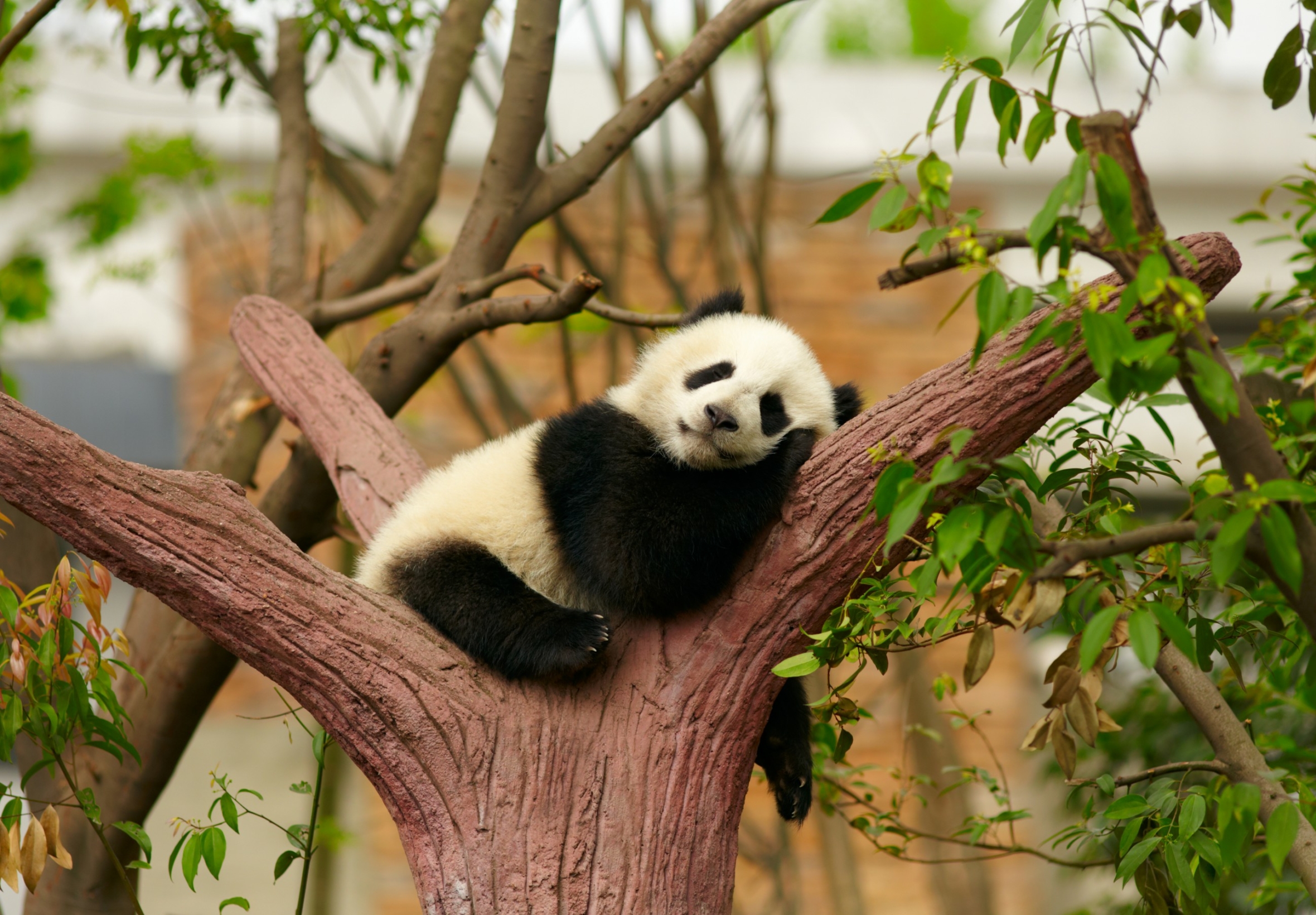 Handy-Wallpaper Tiere, Schlafen, Panda, Tierbaby kostenlos herunterladen.