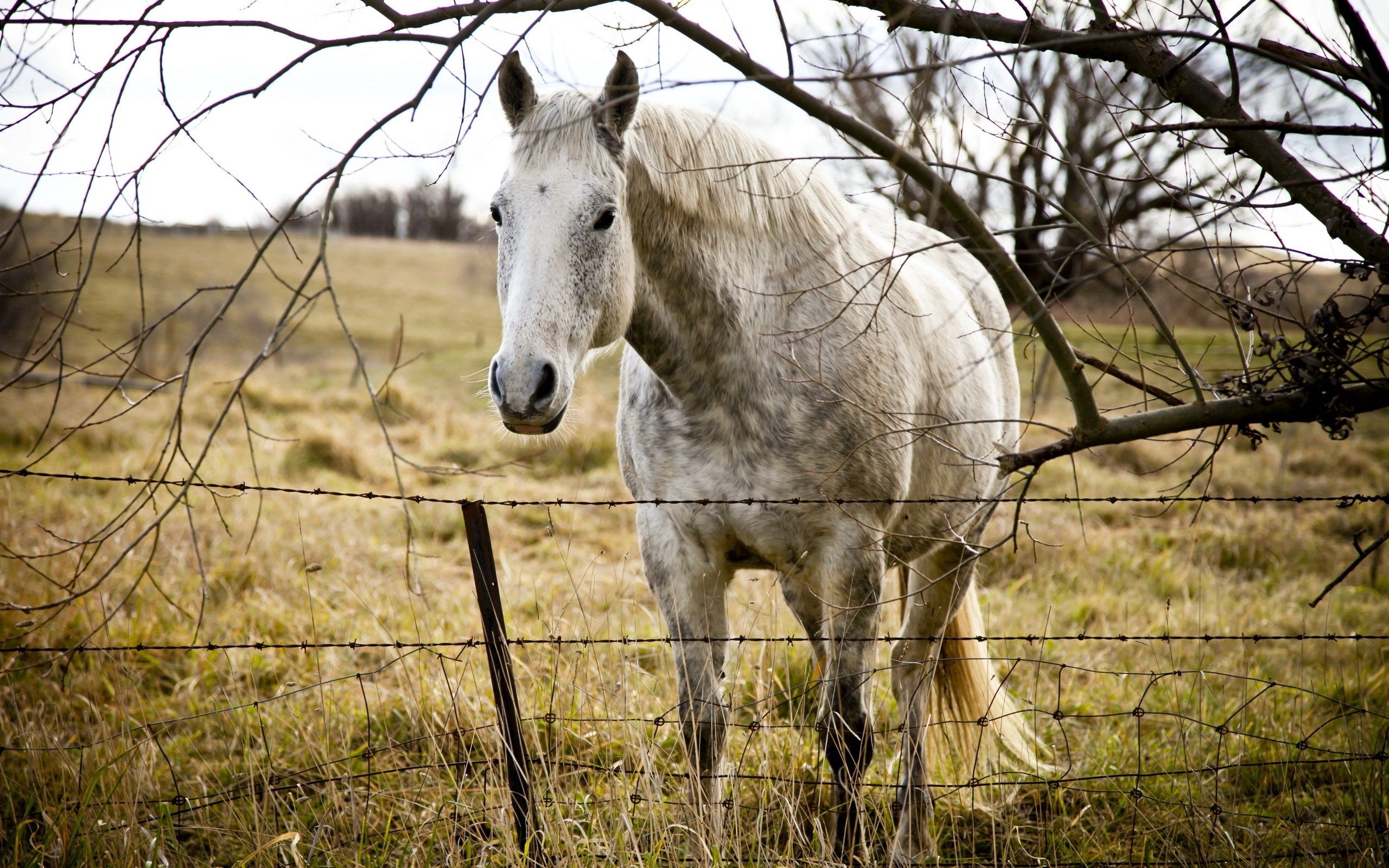 Free download wallpaper Grass, Wood, Tree, Fence, Animals, Horse on your PC desktop