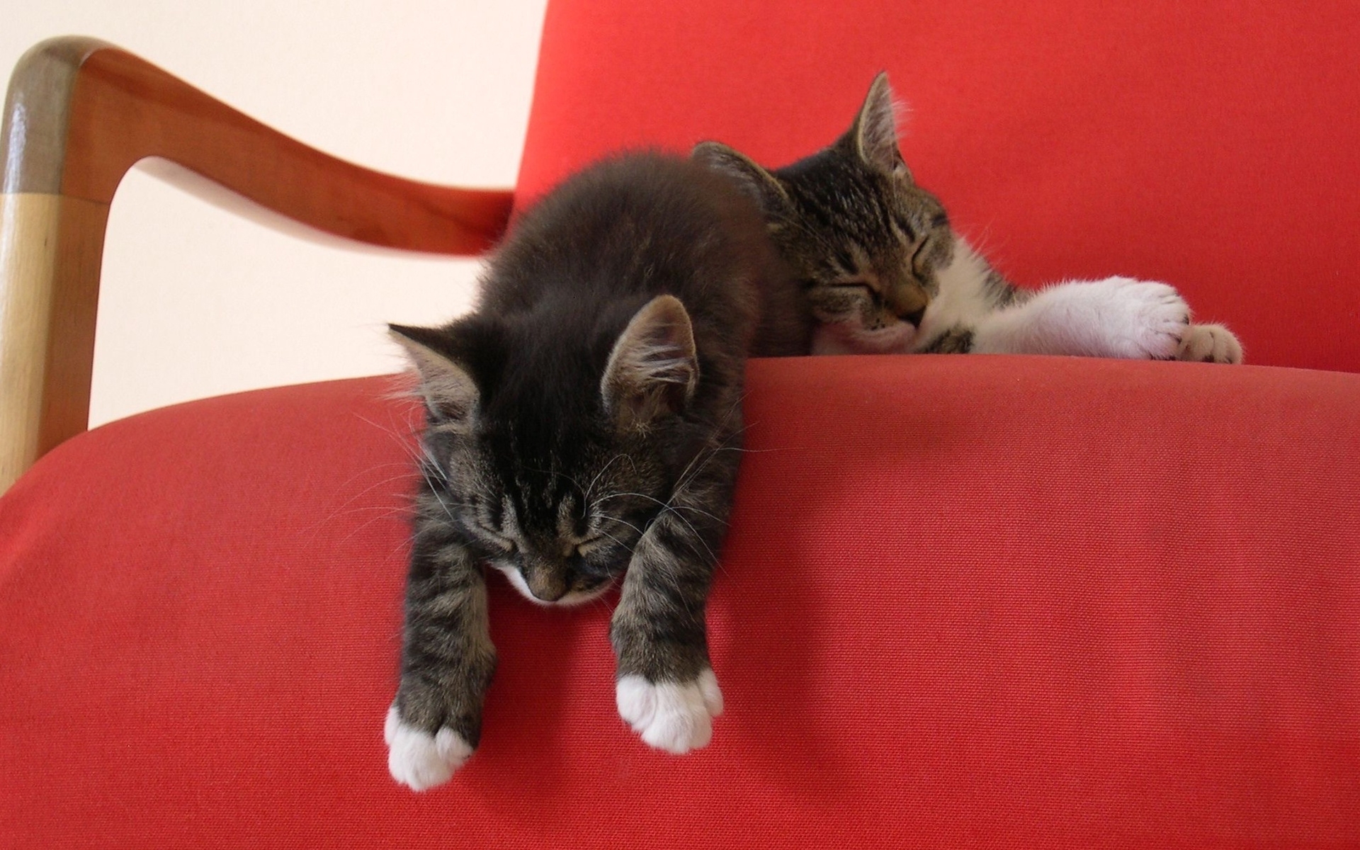 Скачать обои бесплатно Животные, Кошки (Коты Котики) картинка на рабочий стол ПК