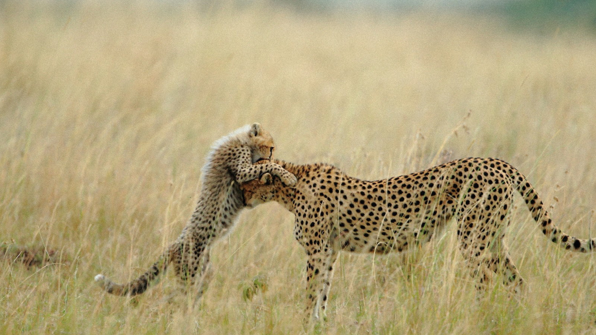 Handy-Wallpaper Tiere, Katzen, Gepard kostenlos herunterladen.