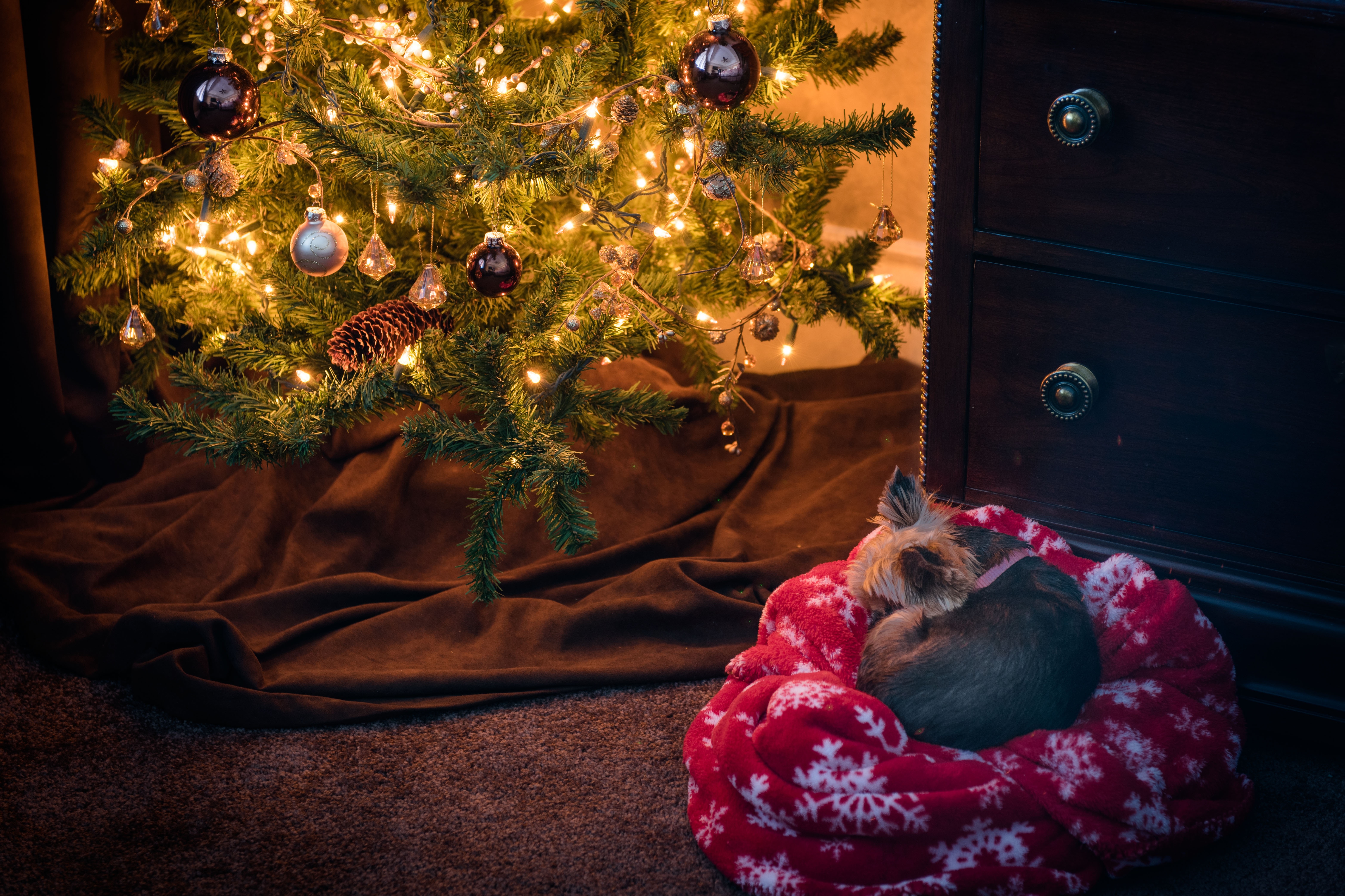 無料モバイル壁紙動物, 犬, クリスマスツリー, 睡眠, ヨークシャーテリアをダウンロードします。