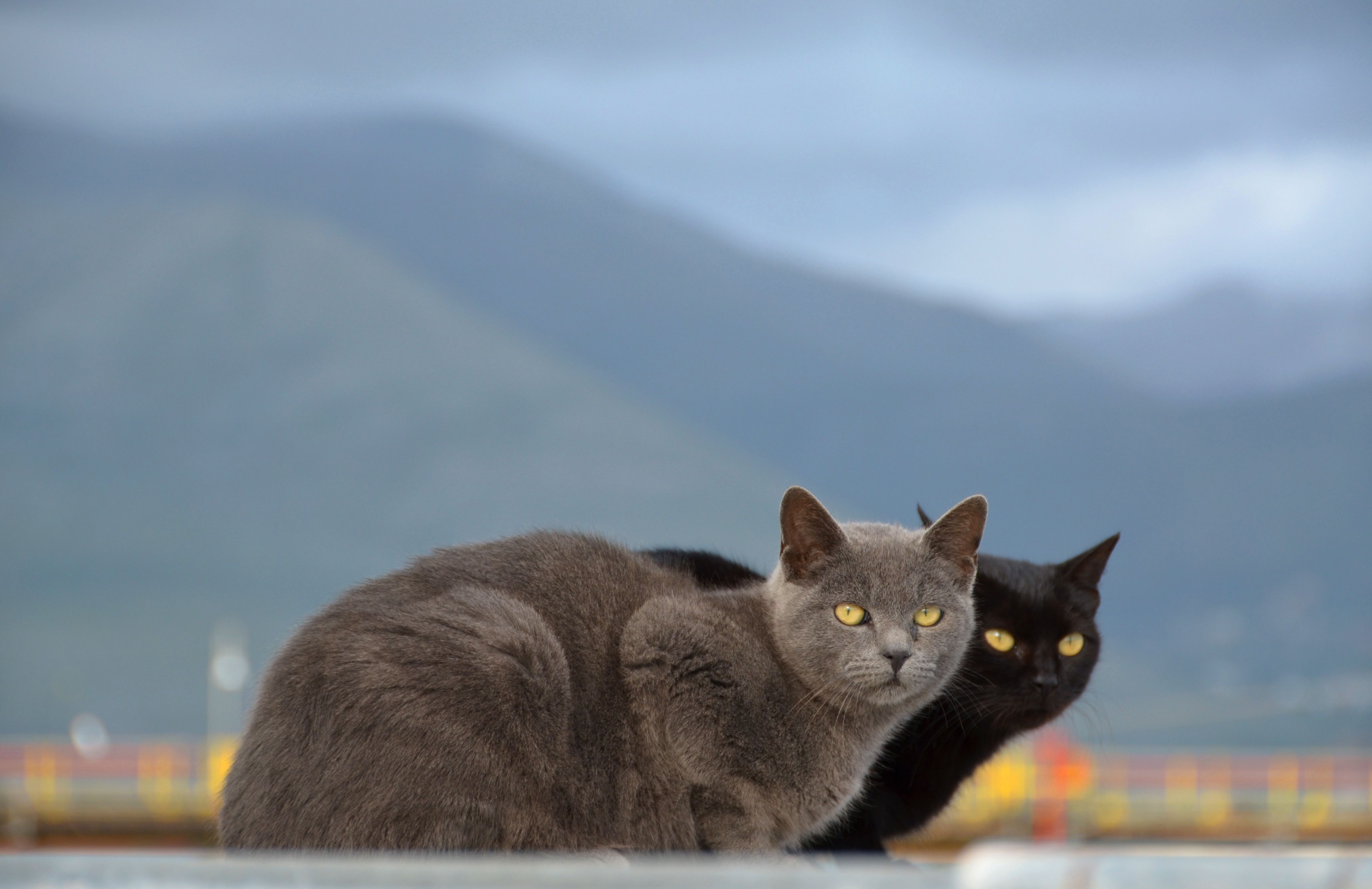 Download mobile wallpaper Smooth, Animals, Pair, Blur, Cats, Mountains, Couple for free.