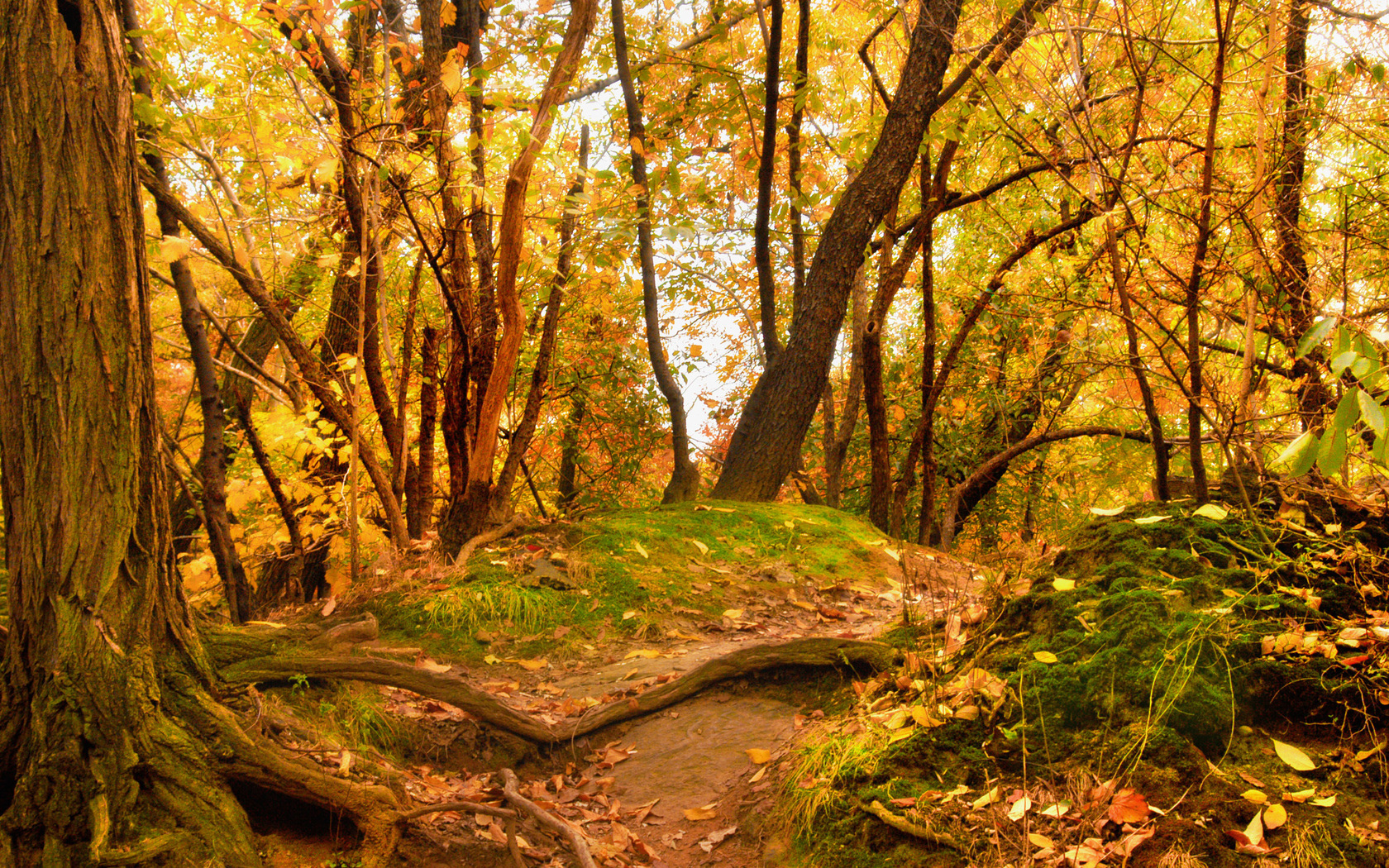 Téléchargez des papiers peints mobile Automne, Terre/nature gratuitement.